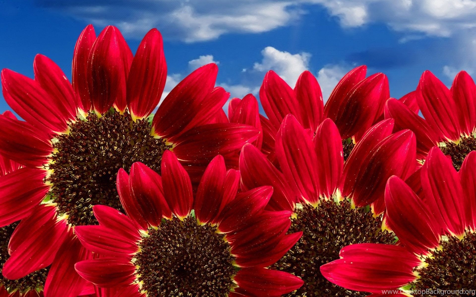 Sunflower Wallpaper HD