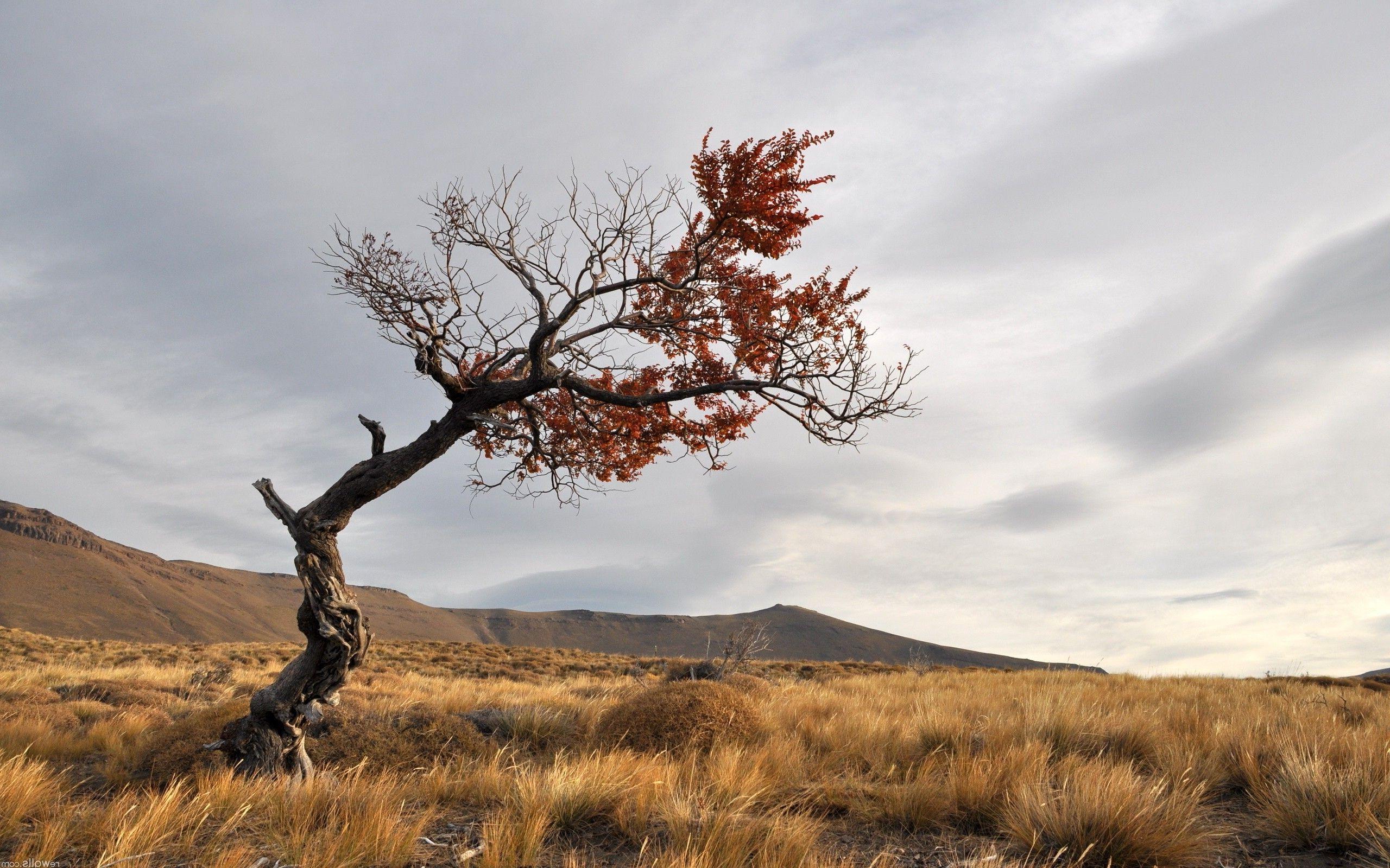 Free photo: Lonely Tree, Bspo Hill Download