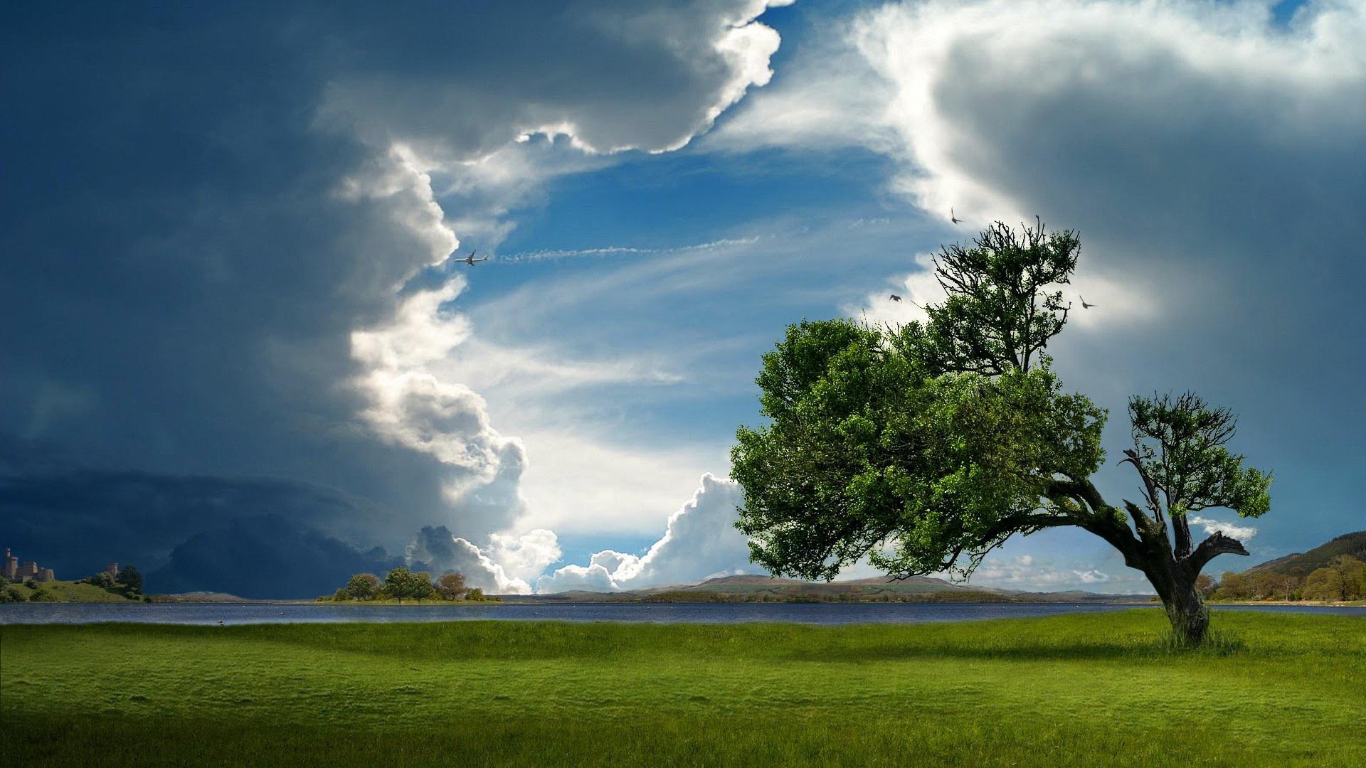 Lonely tree Wallpaper