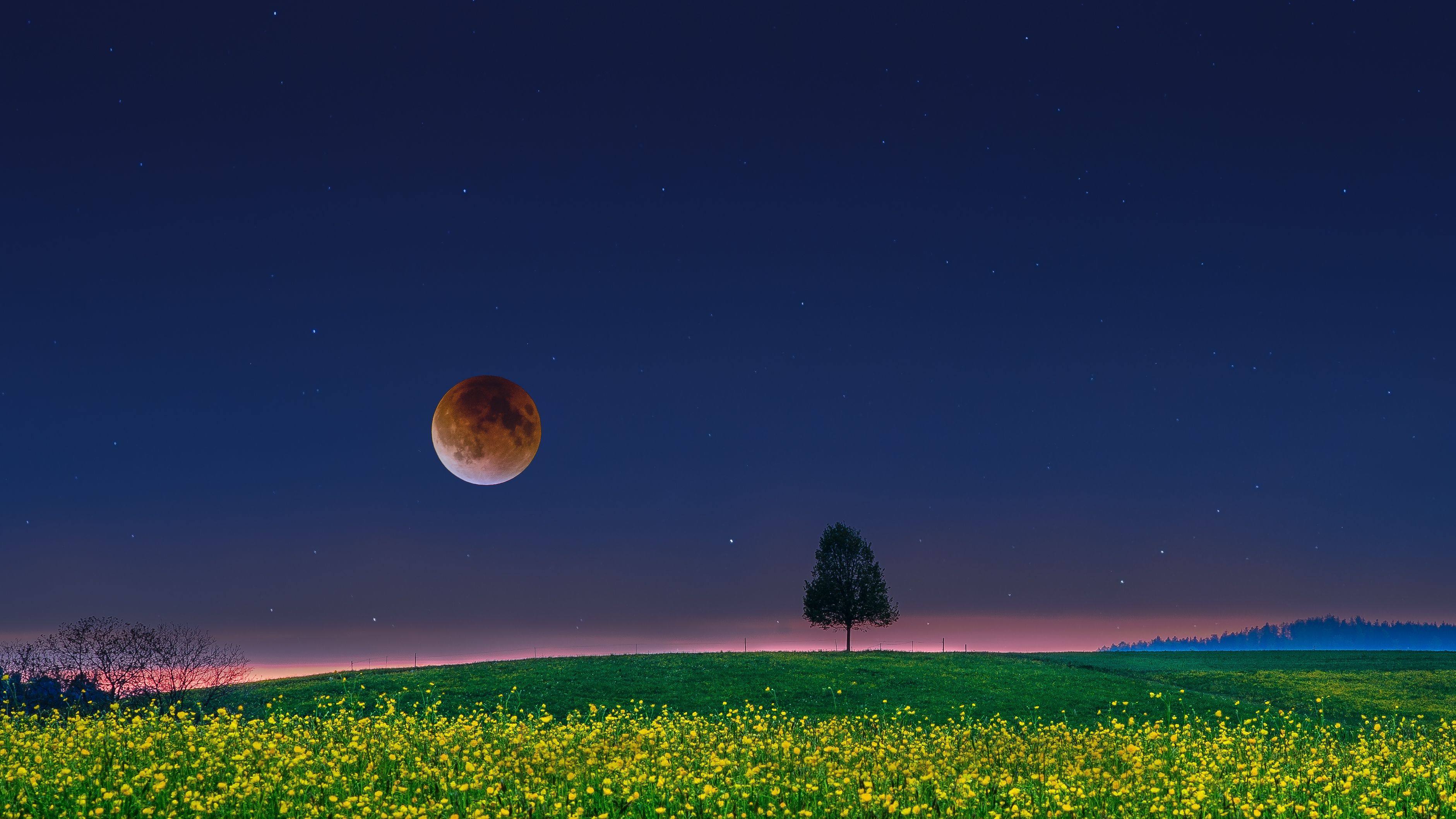 Lone Tree on Full Moon Night HD Wallpaper. Background Image