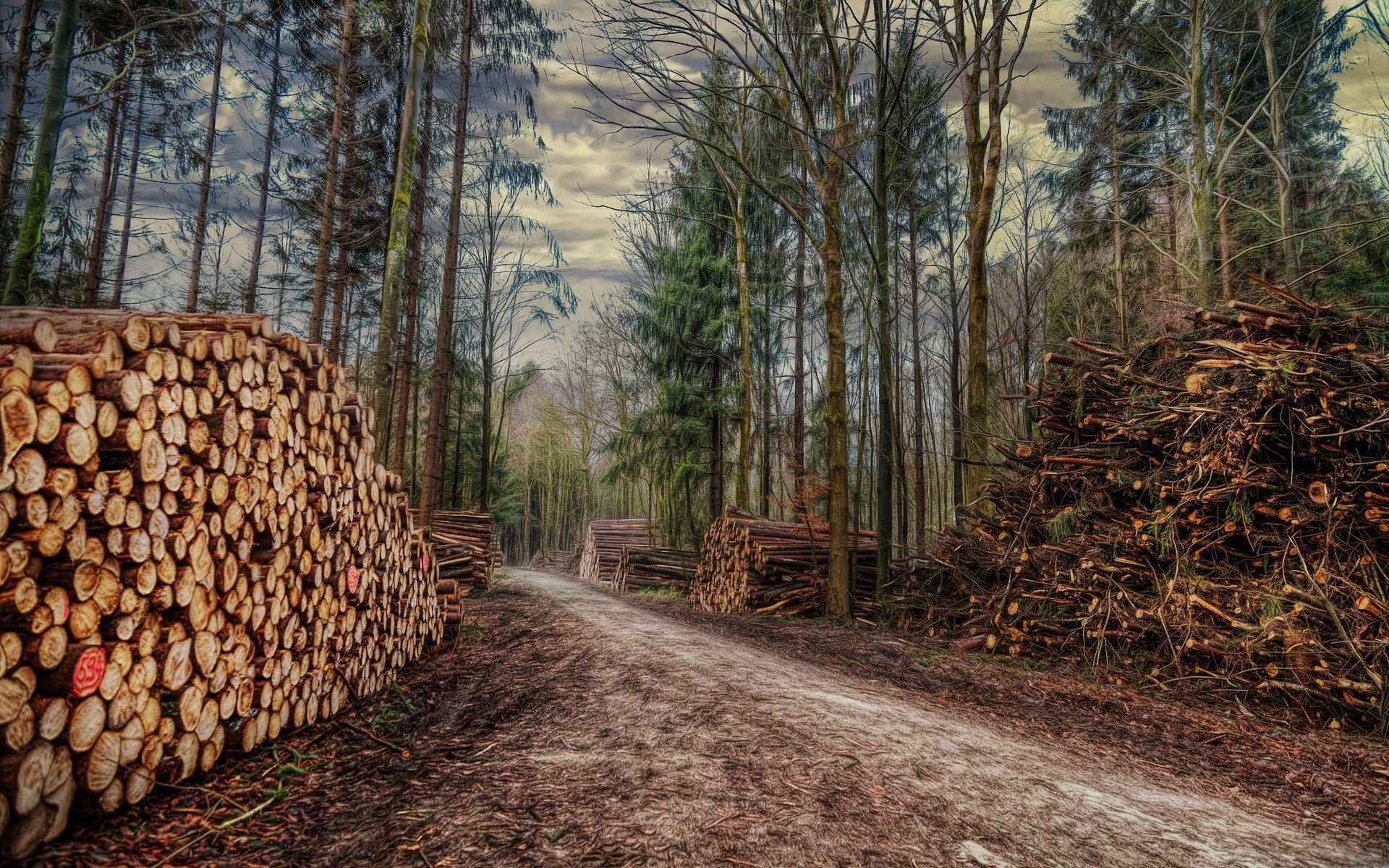 Download wallpaper nature, forest, road, logging for desktop