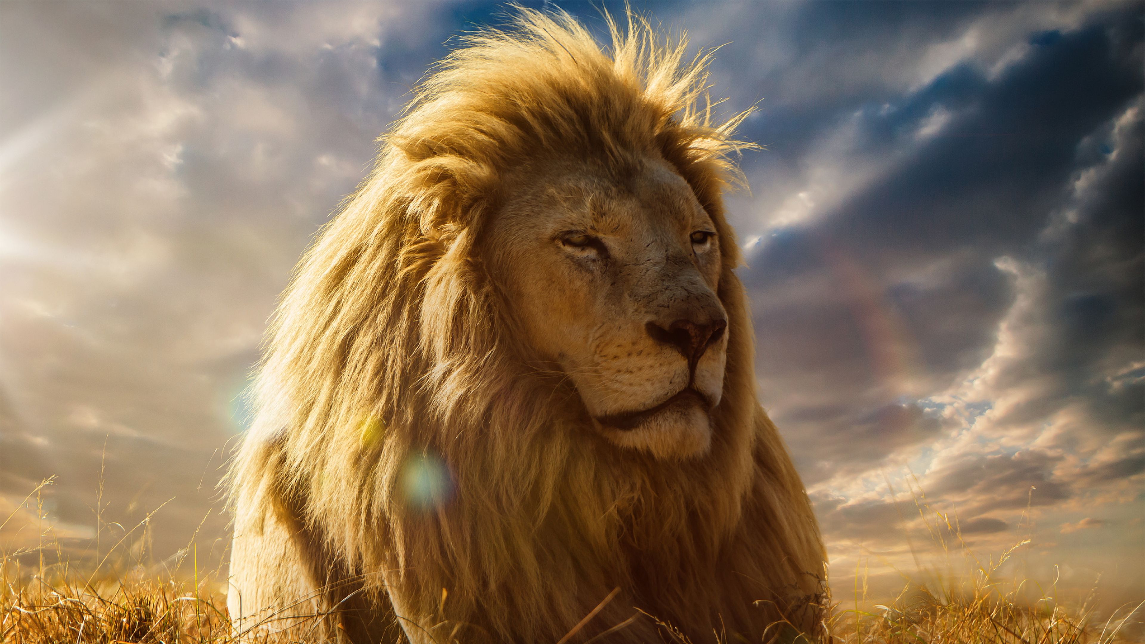 Lion King 4k, HD Animals, 4k Wallpaper, Image, Background