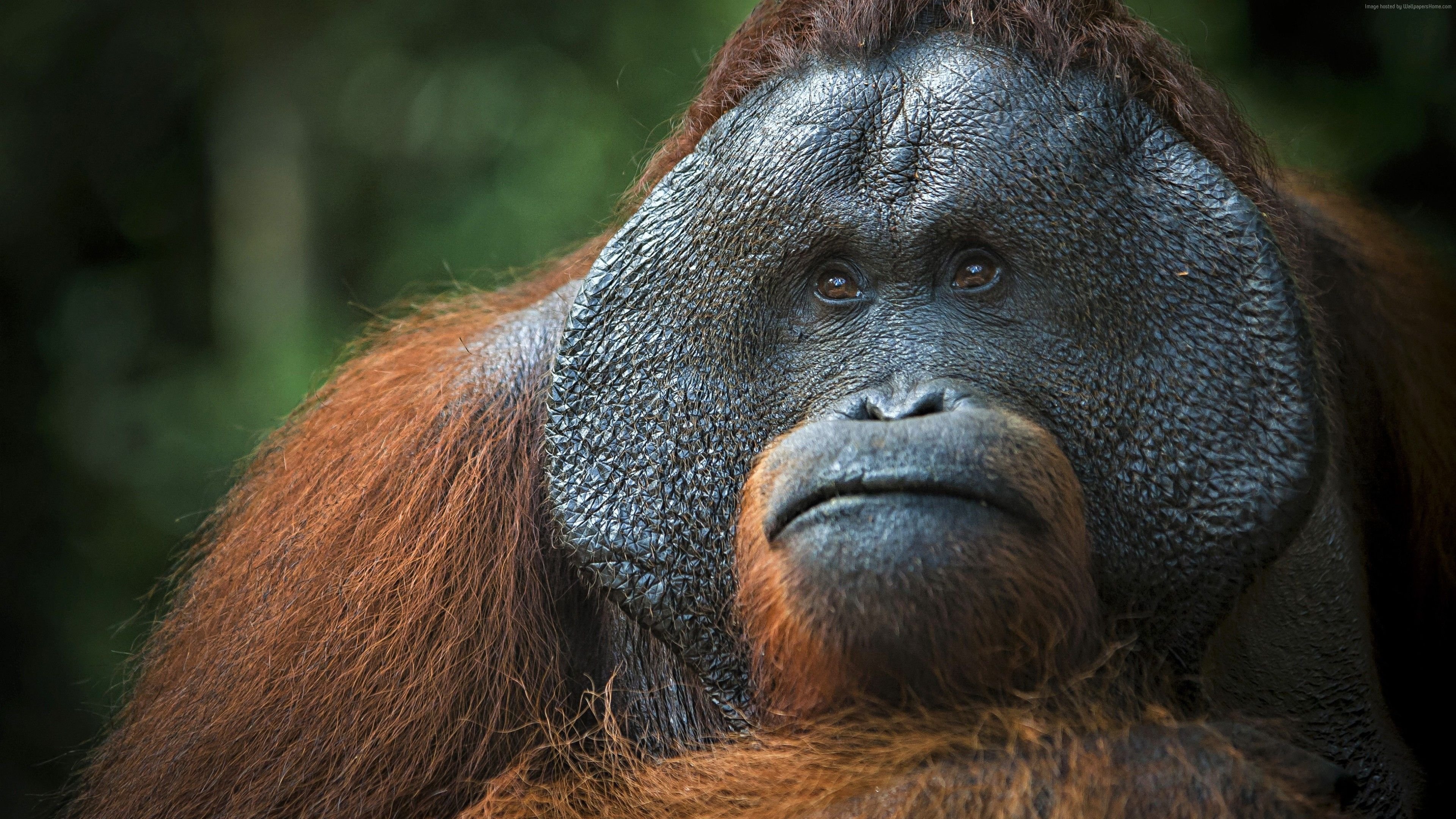 Wallpaper Orangutan, brown, 4K, Animals