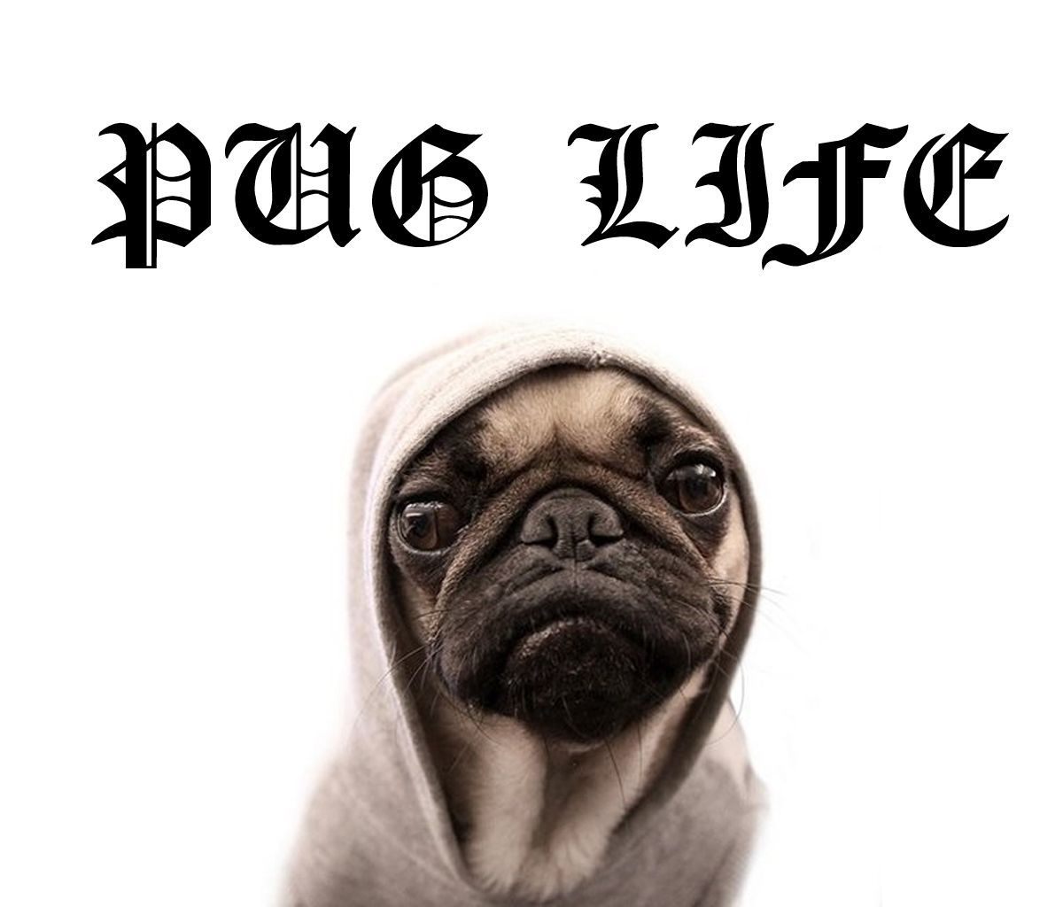 Pug Life!. Pug memes, Cute pugs, Pug life