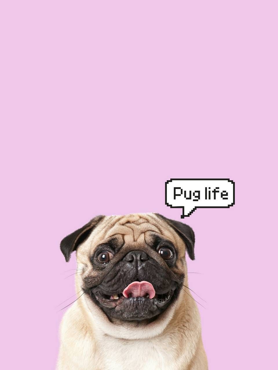 Pug life wallpaper