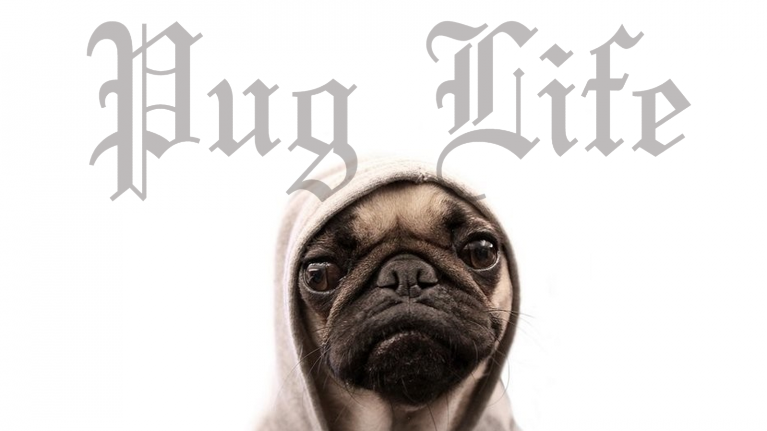Free download Pug Life Wallpaper The Desktop Wallpaper 1600x1200