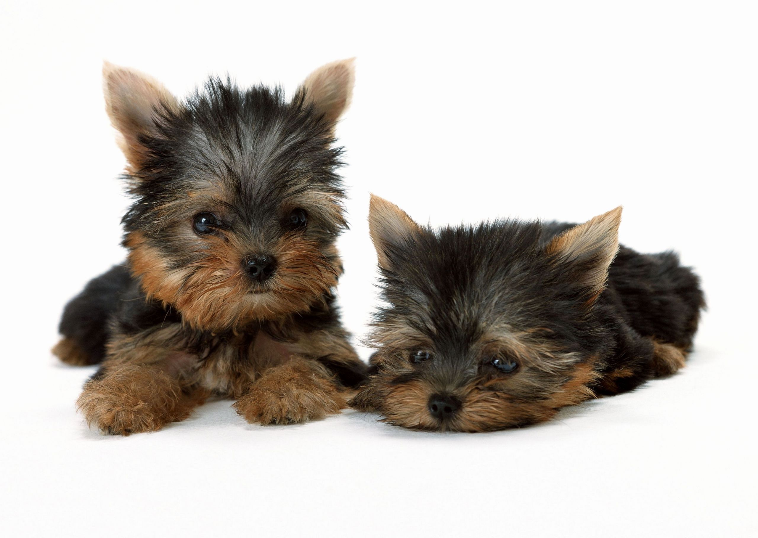 Lovely Yorkie Wallpaper Ideas
