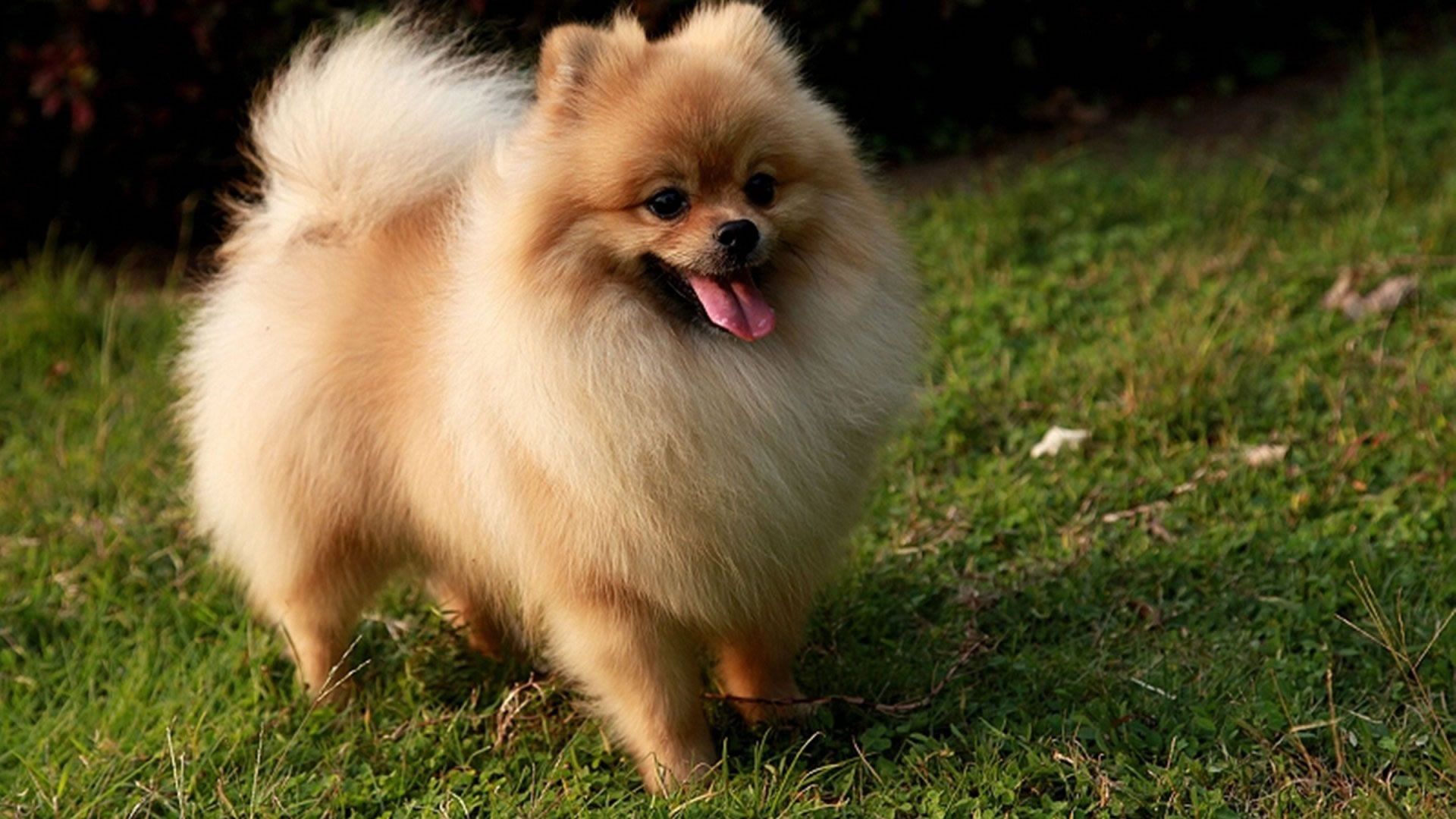 Teacup Pomeranian Wallpaper 1920x1080