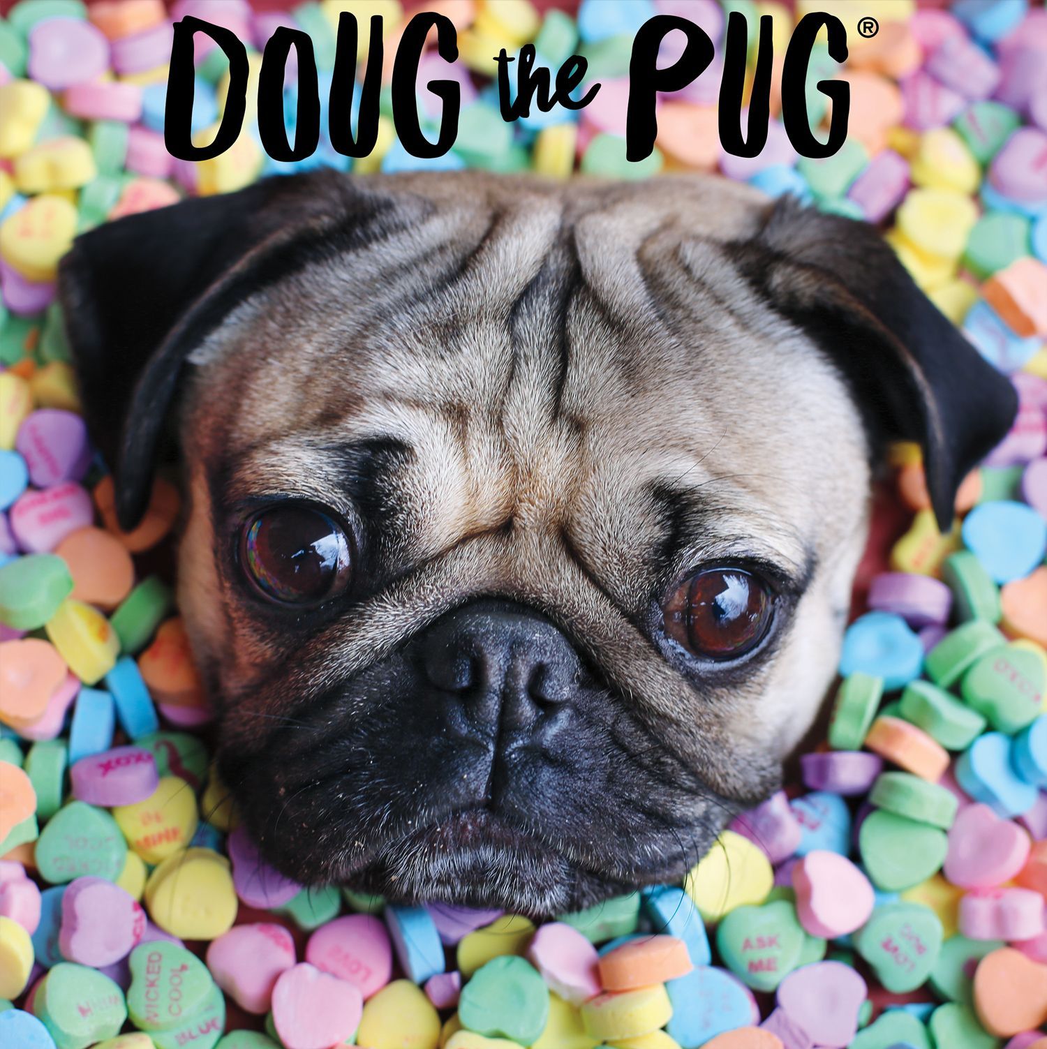 Doug the Pug Wallpaper Free Doug the Pug Background