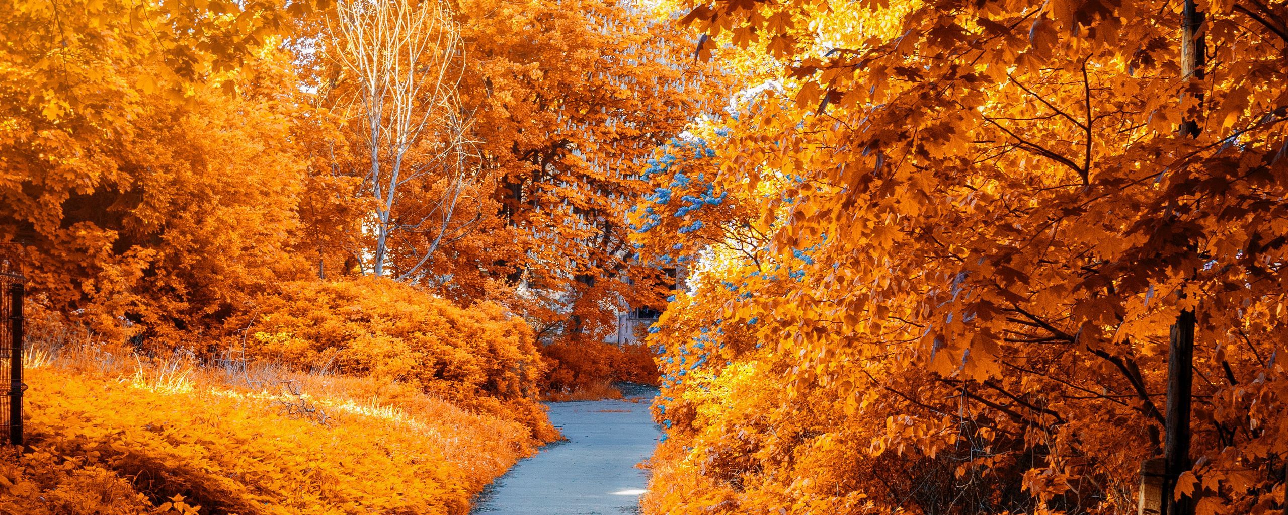 Download wallpaper 2560x1024 autumn, path, park, foliage ultrawide monitor HD background