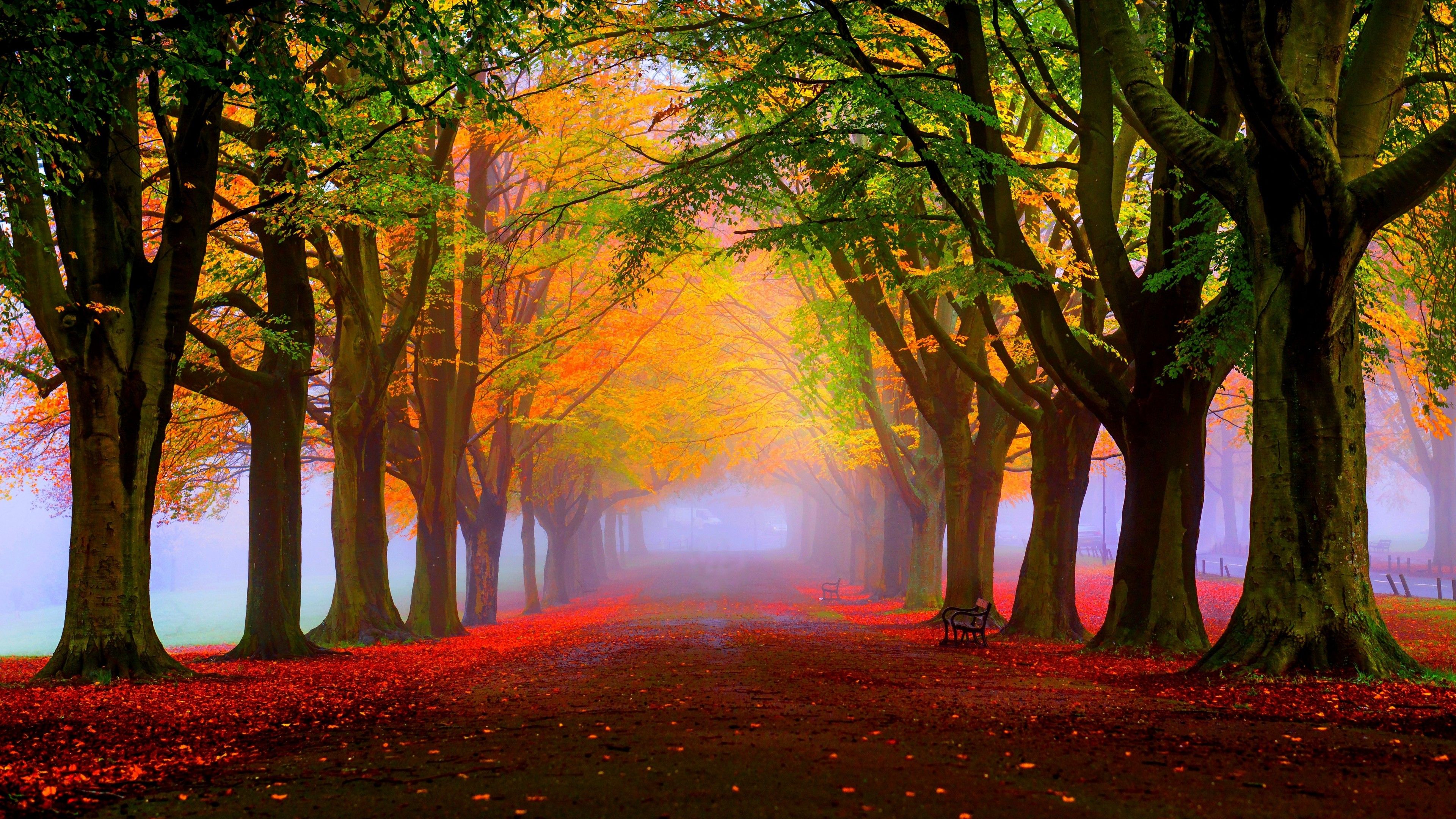 Wallpaper Autumn, Fall, Tress, Fog, Foliage, 5K, Nature,. Wallpaper for iPhone, Android, Mobile and Desktop