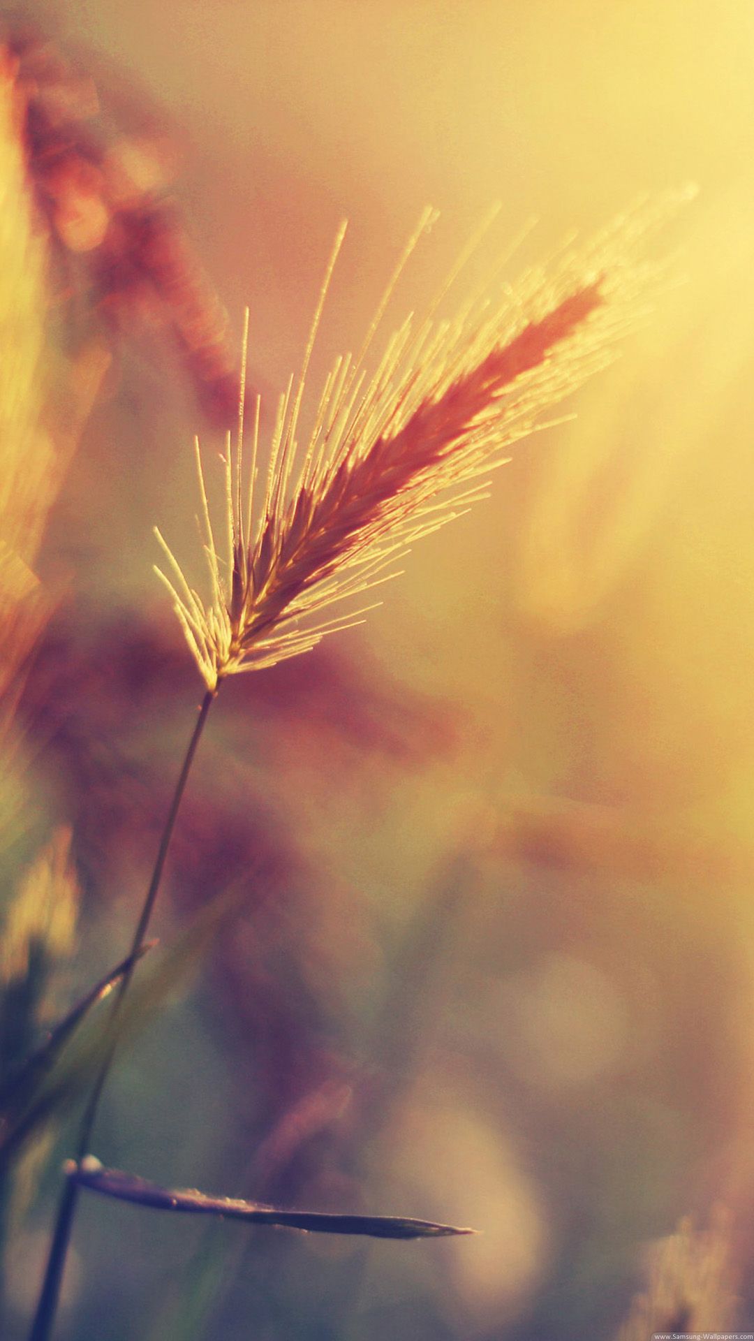 Wheat Plant Closeup Warm Colors iPhone 6 Plus HD Wallpaper HD
