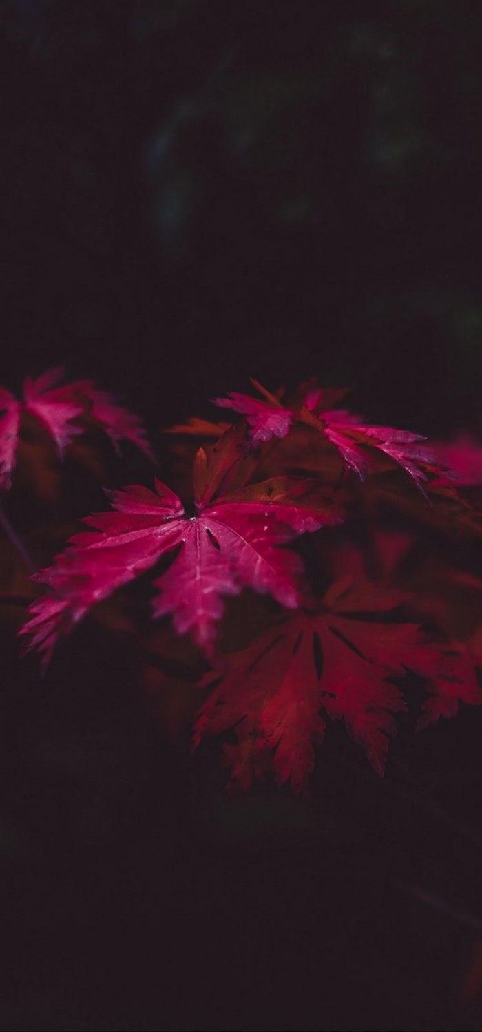 Devices Huawei P30 Lite mobile tablet HD Wallpaper Mobile