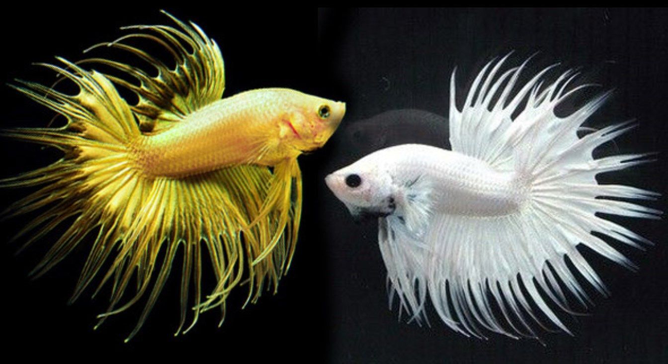 Unduh 8700 Koleksi Wallpaper 3D Ikan Cupang Gratis Terbaru