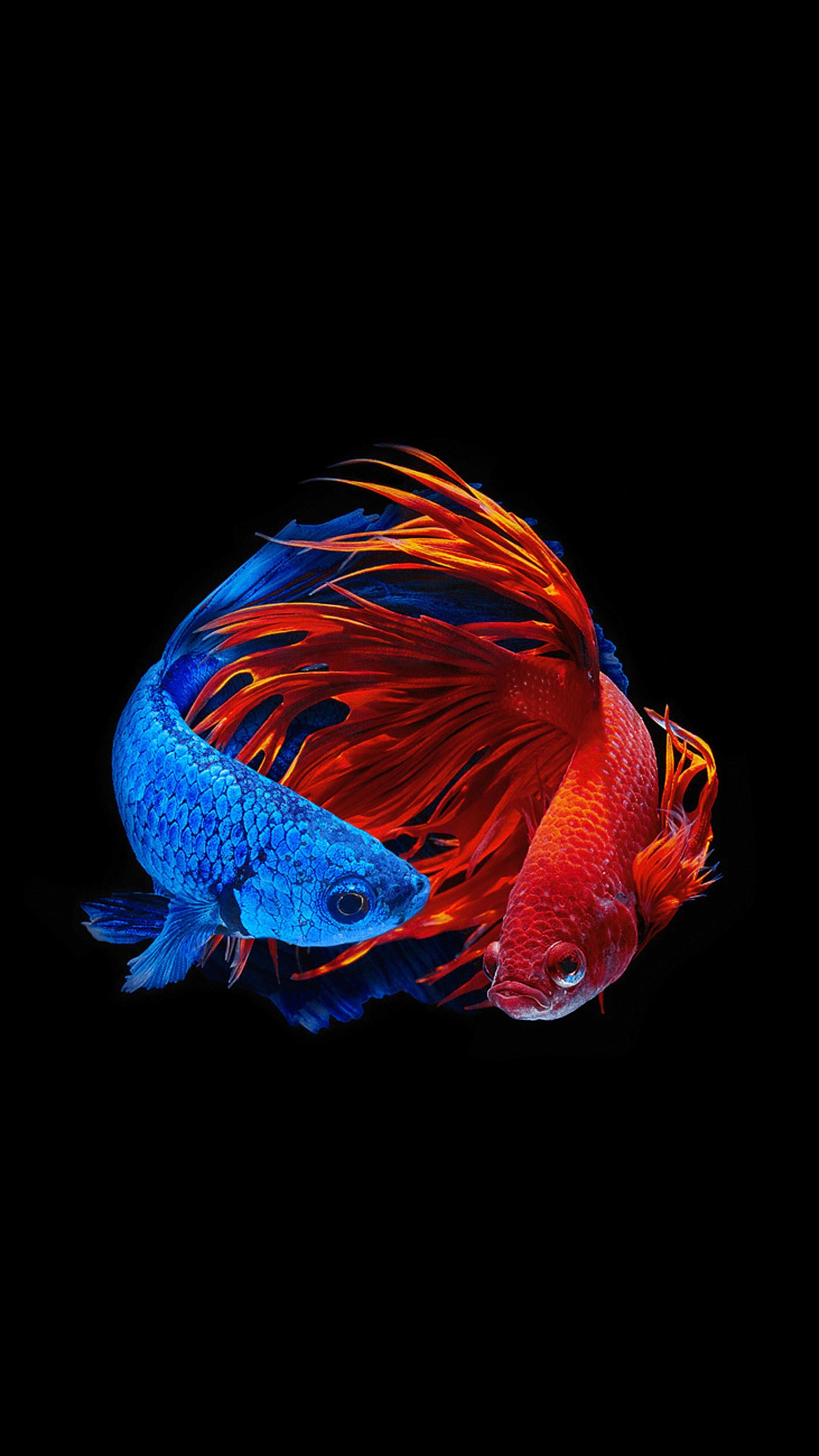 AMOLED Animal Wallpaper. Binatang, Hewan, Ikan akuarium