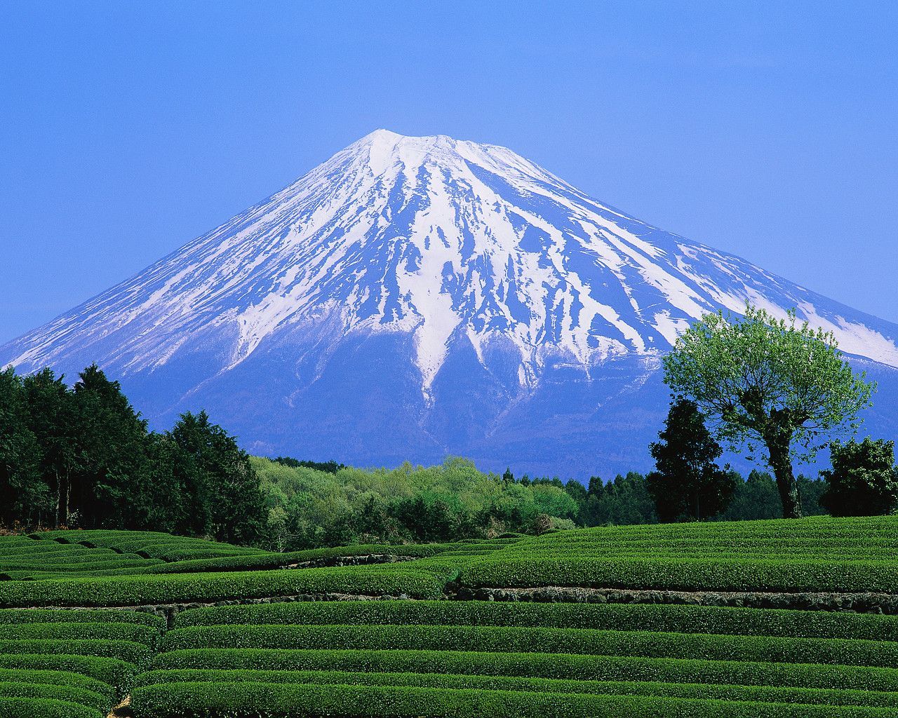 Green Tea Field And Mount Fuji Shizuoka Japan. Mount fuji