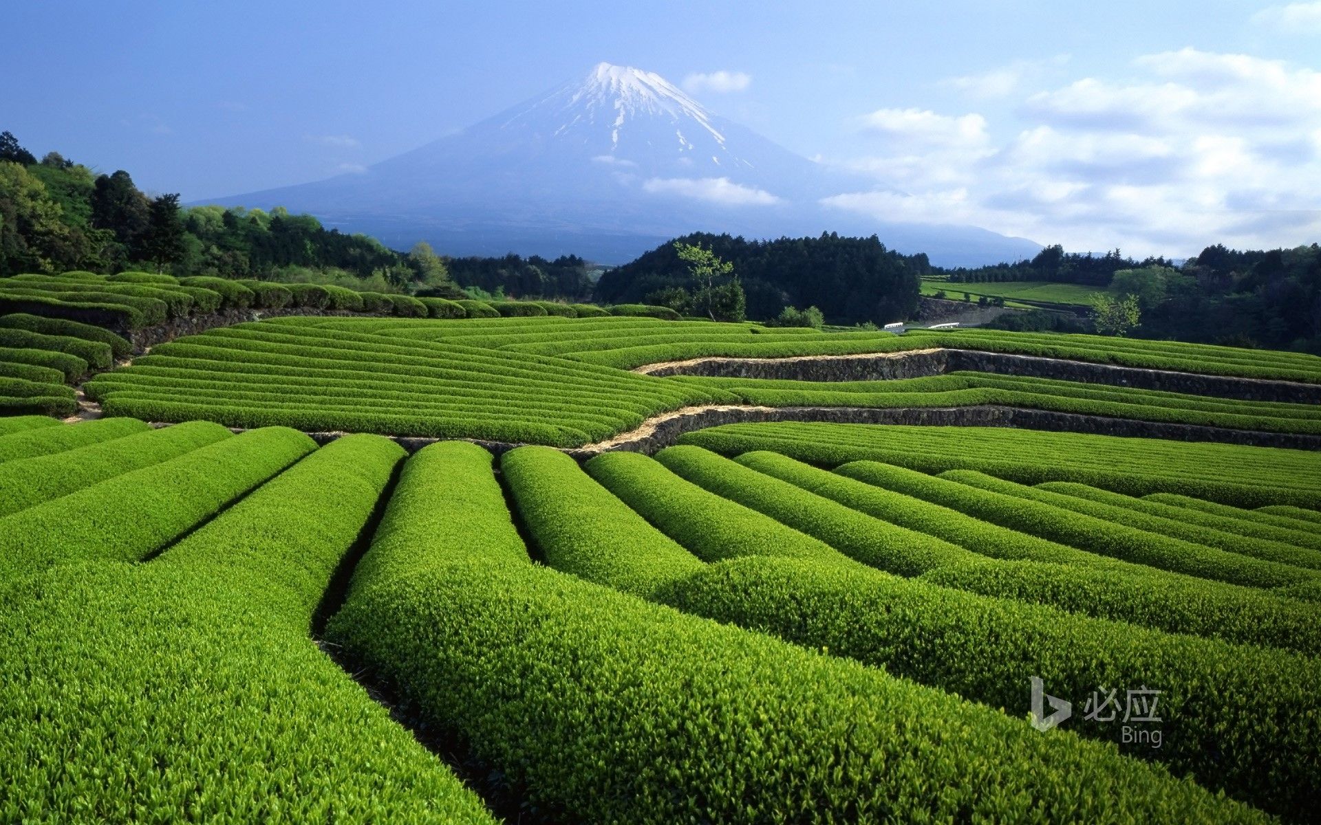 Mt. Fuji and tea plantation Shizuoka