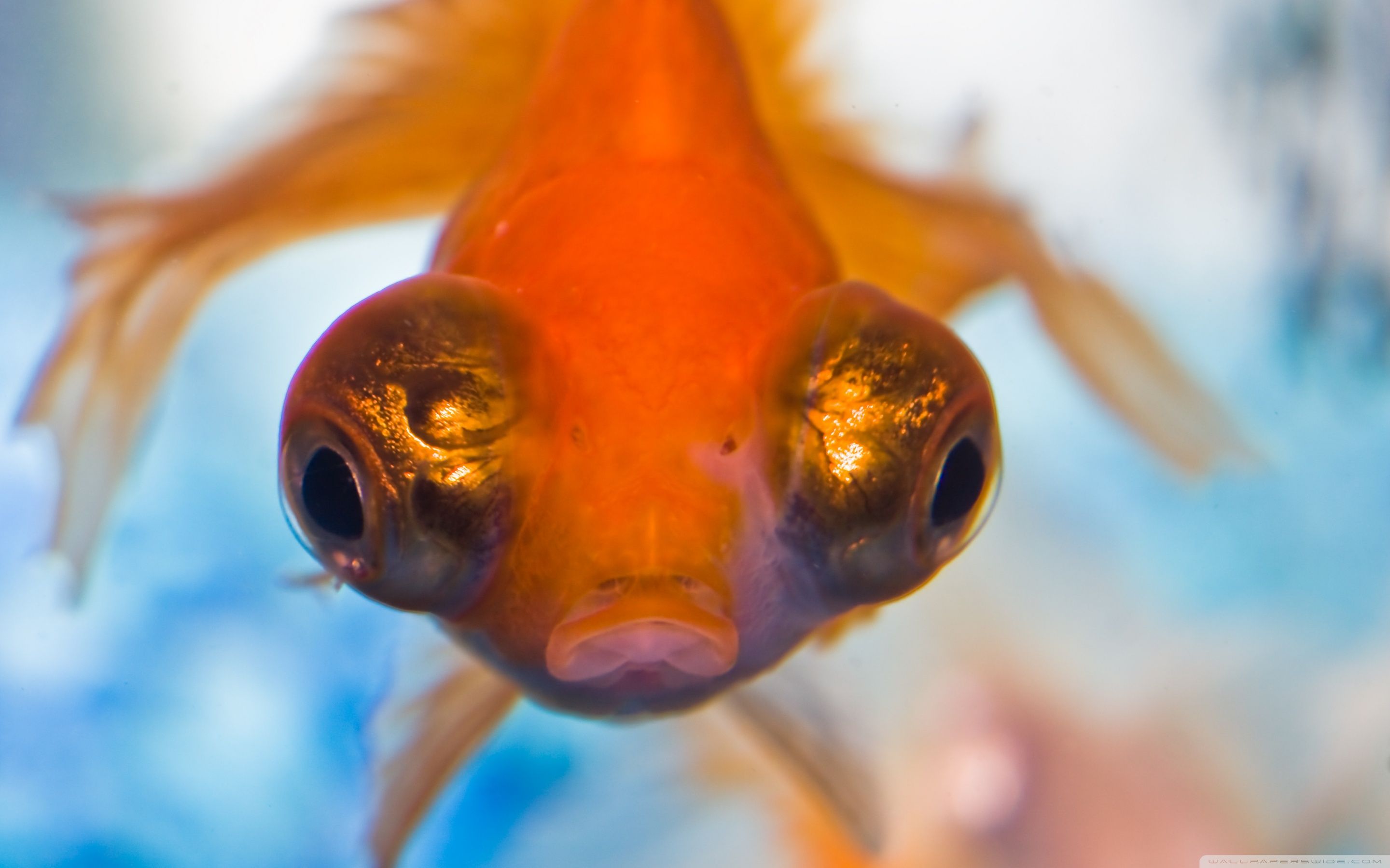 Goldfish with Big Eyes Ultra HD Desktop Background Wallpaper