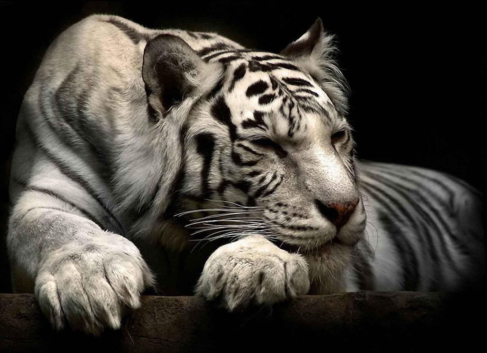 siberian_white_tiger_laying_down- 1.600 ×1.161 pixel