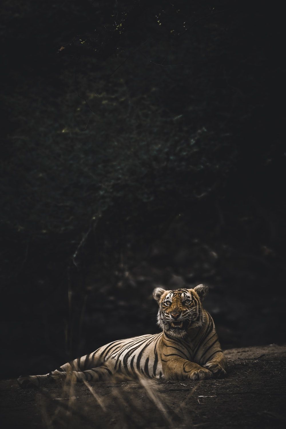 Tiger Picture. Download Free Image
