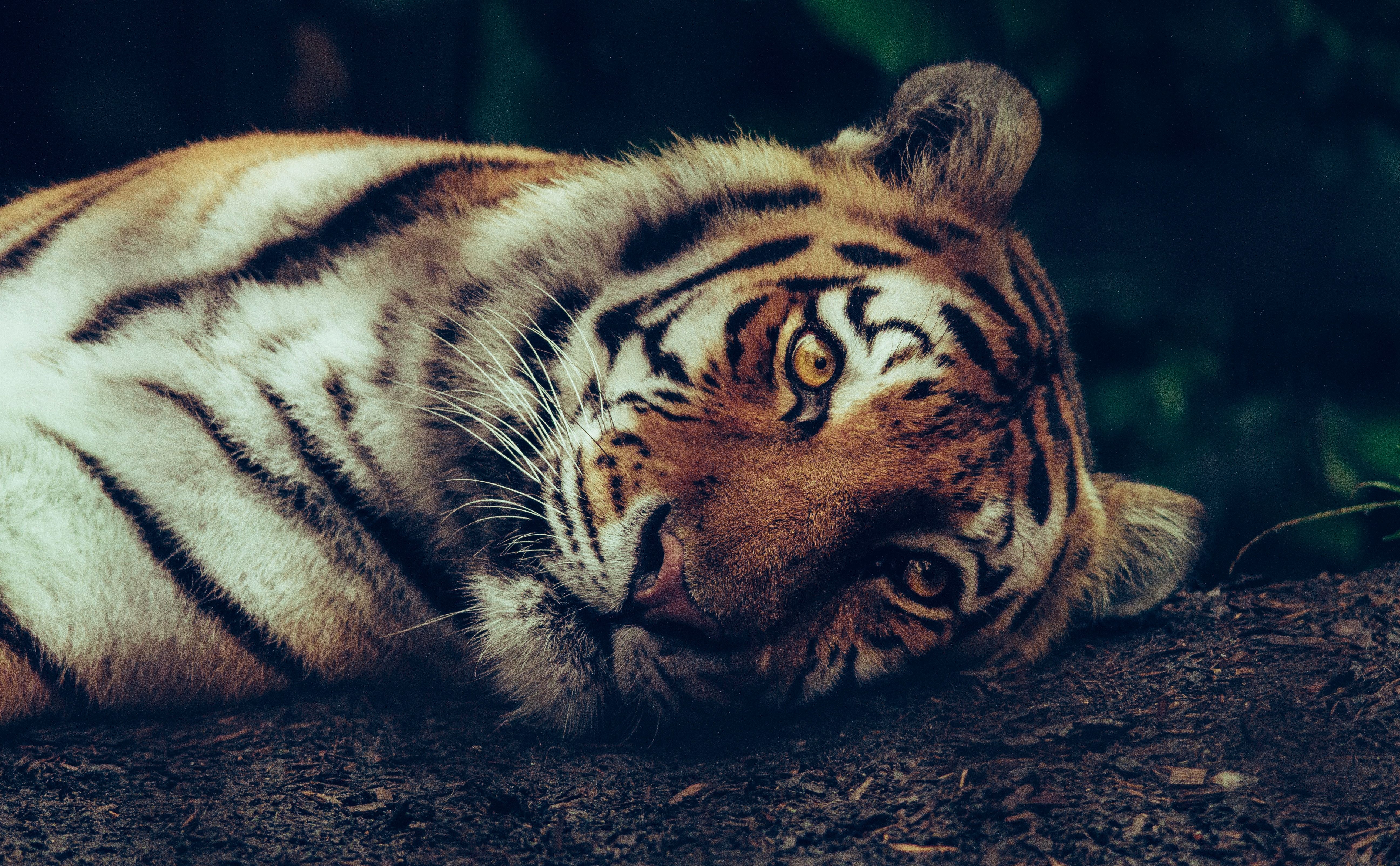 5184x3208 #tiger, #wallpaper, #eye, #bengal, #feline