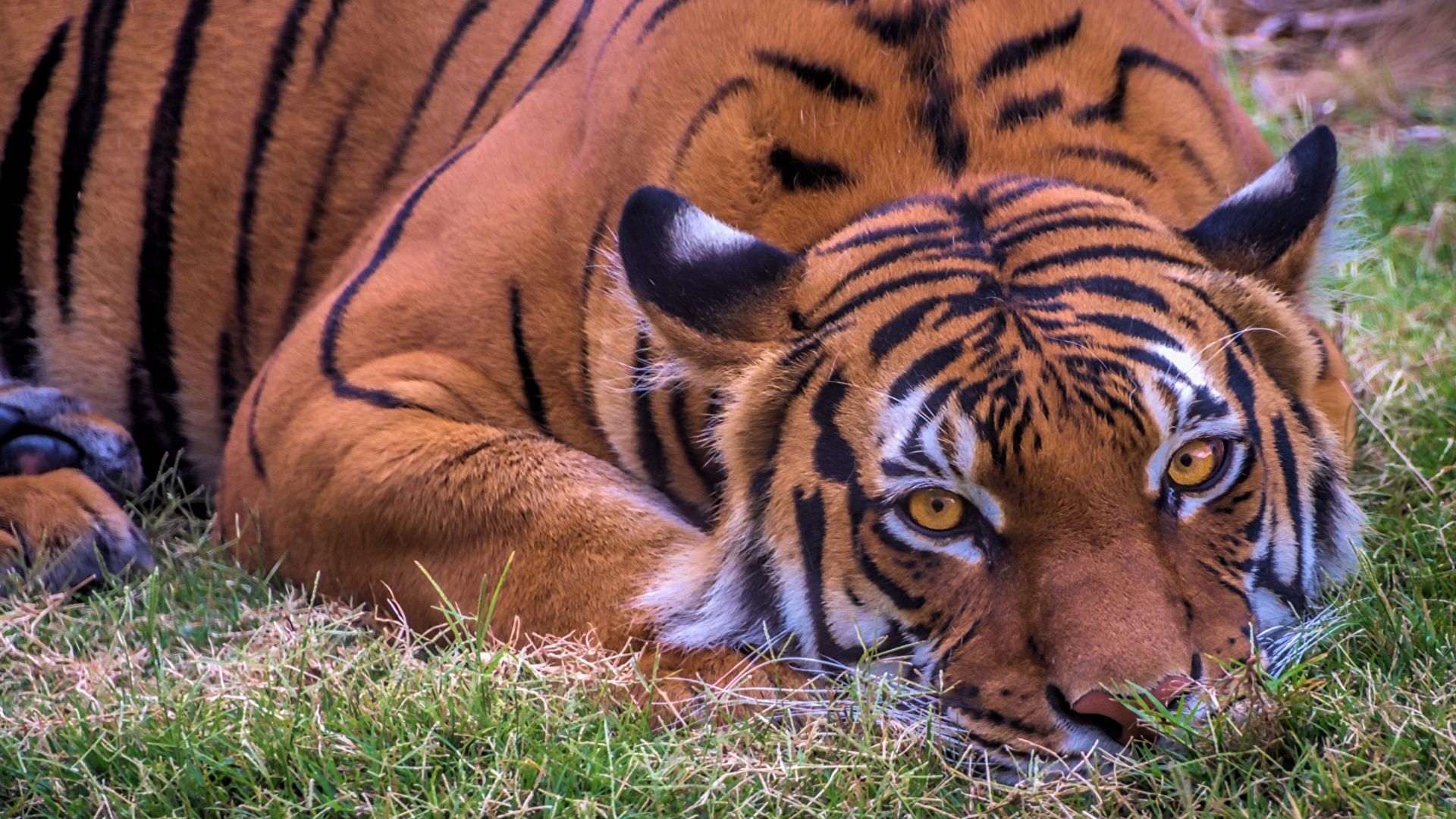 Wallpaper tiger Lying down animal Staring 1920x1080