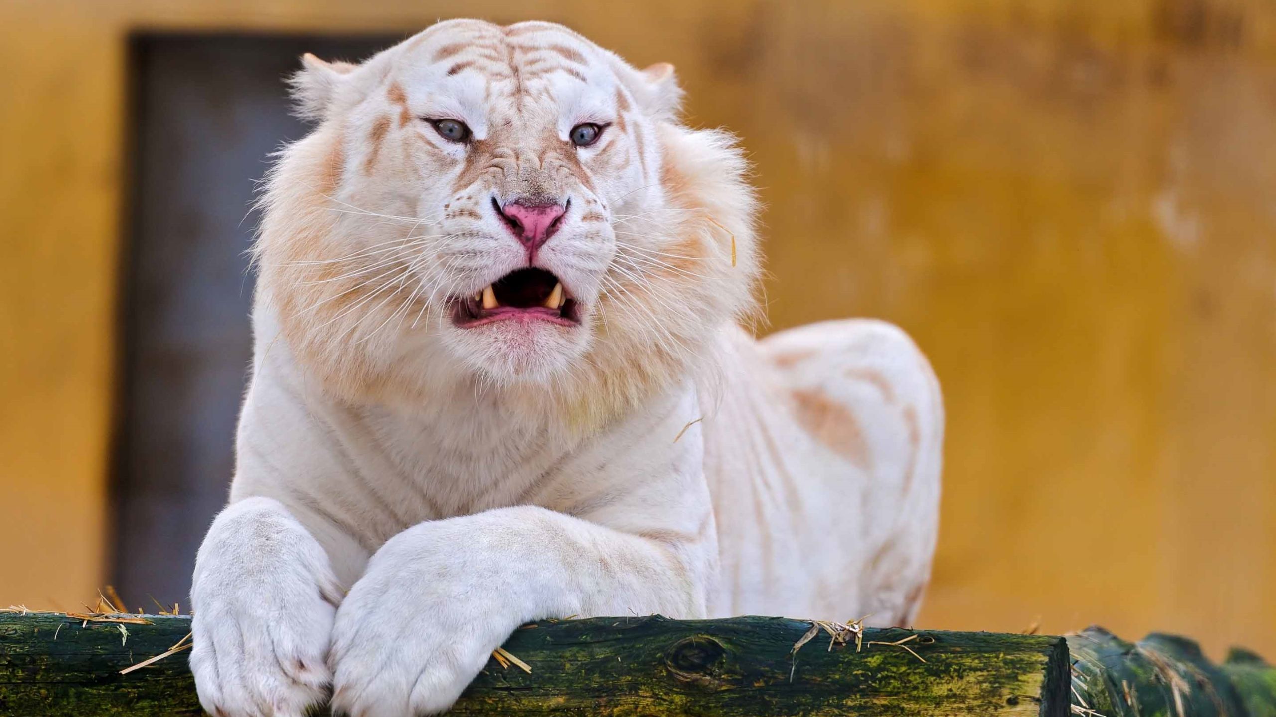 White Tiger Laying Down Mac Wallpaper Download