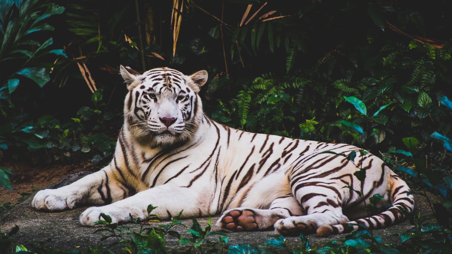Wallpaper White tiger laying to rest 3840x2160 UHD 4K Picture, Image