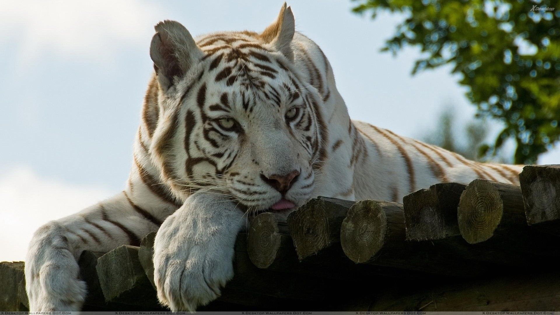 White Tiger Laying Face Closeup Wallpaper
