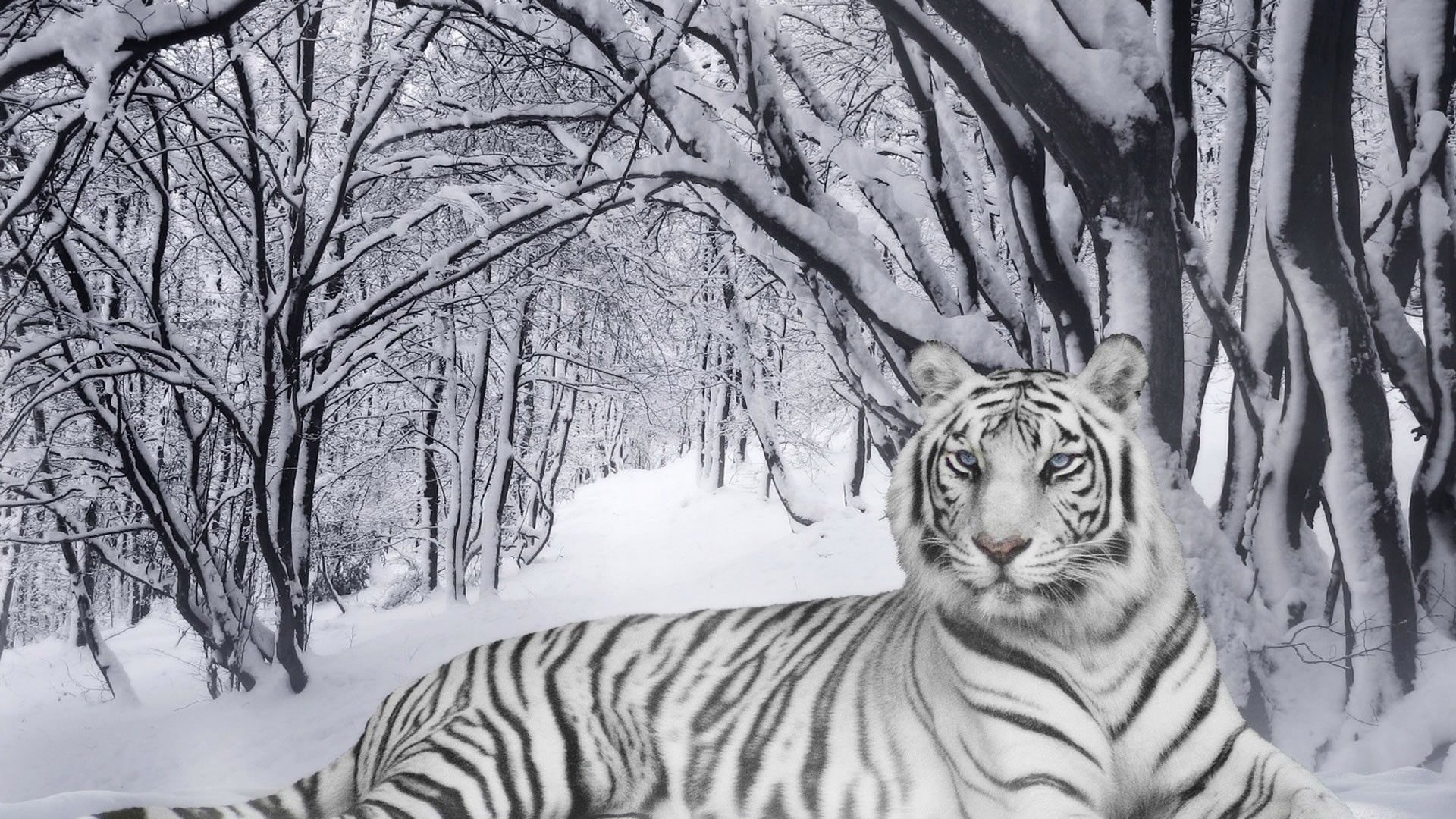 Download 1920x1080 Nature winter tigers white tiger Wallpaper