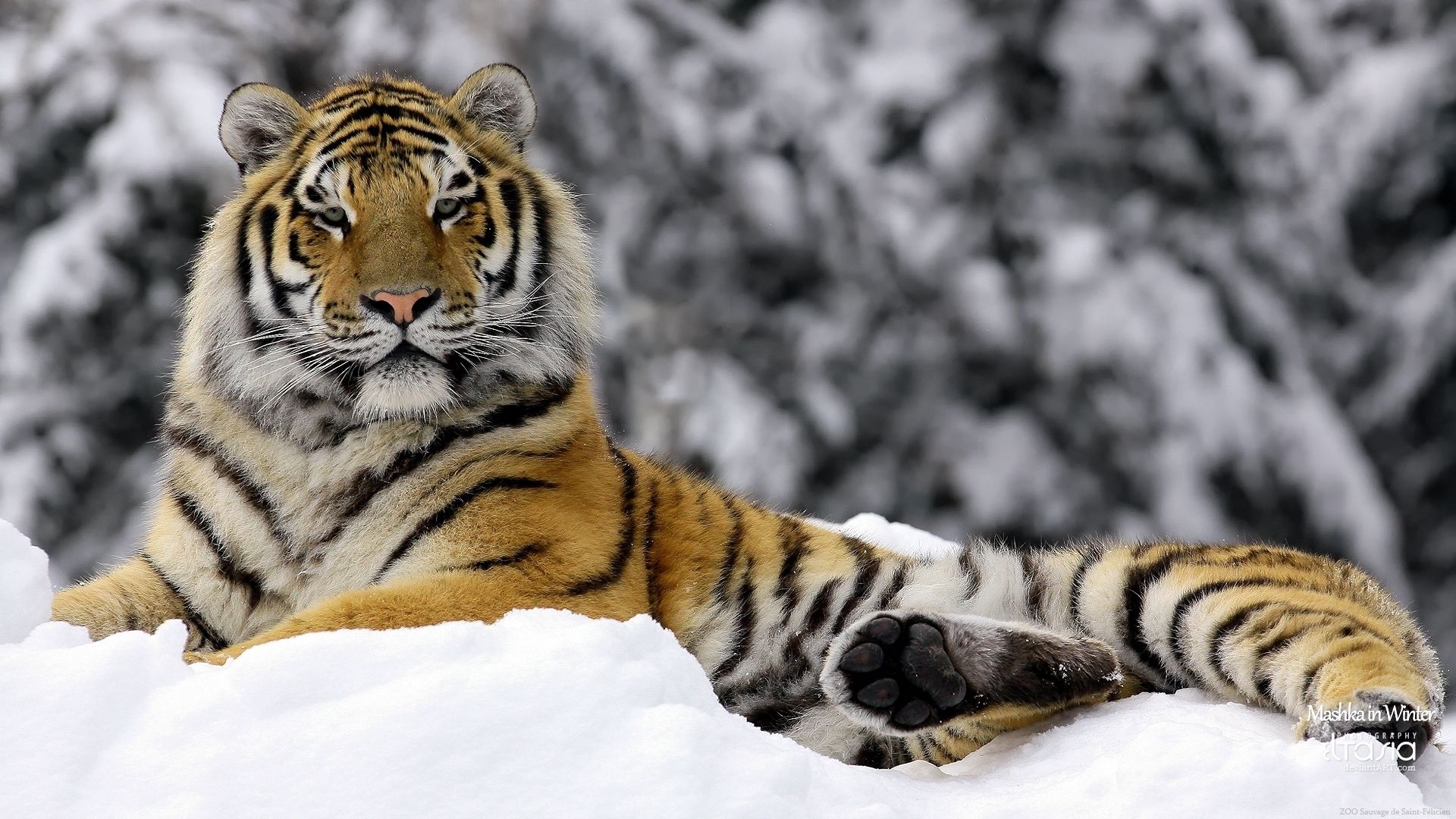 Tiger in Winter HD wallpaper