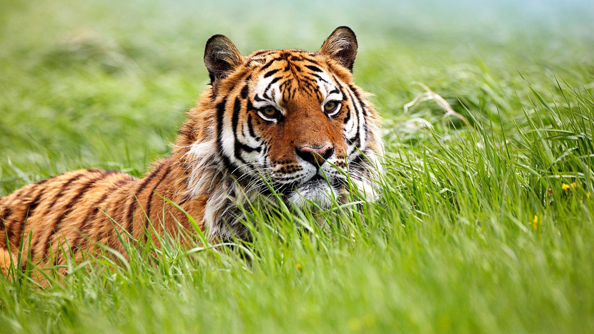 Pretty Tiger Wallpaper