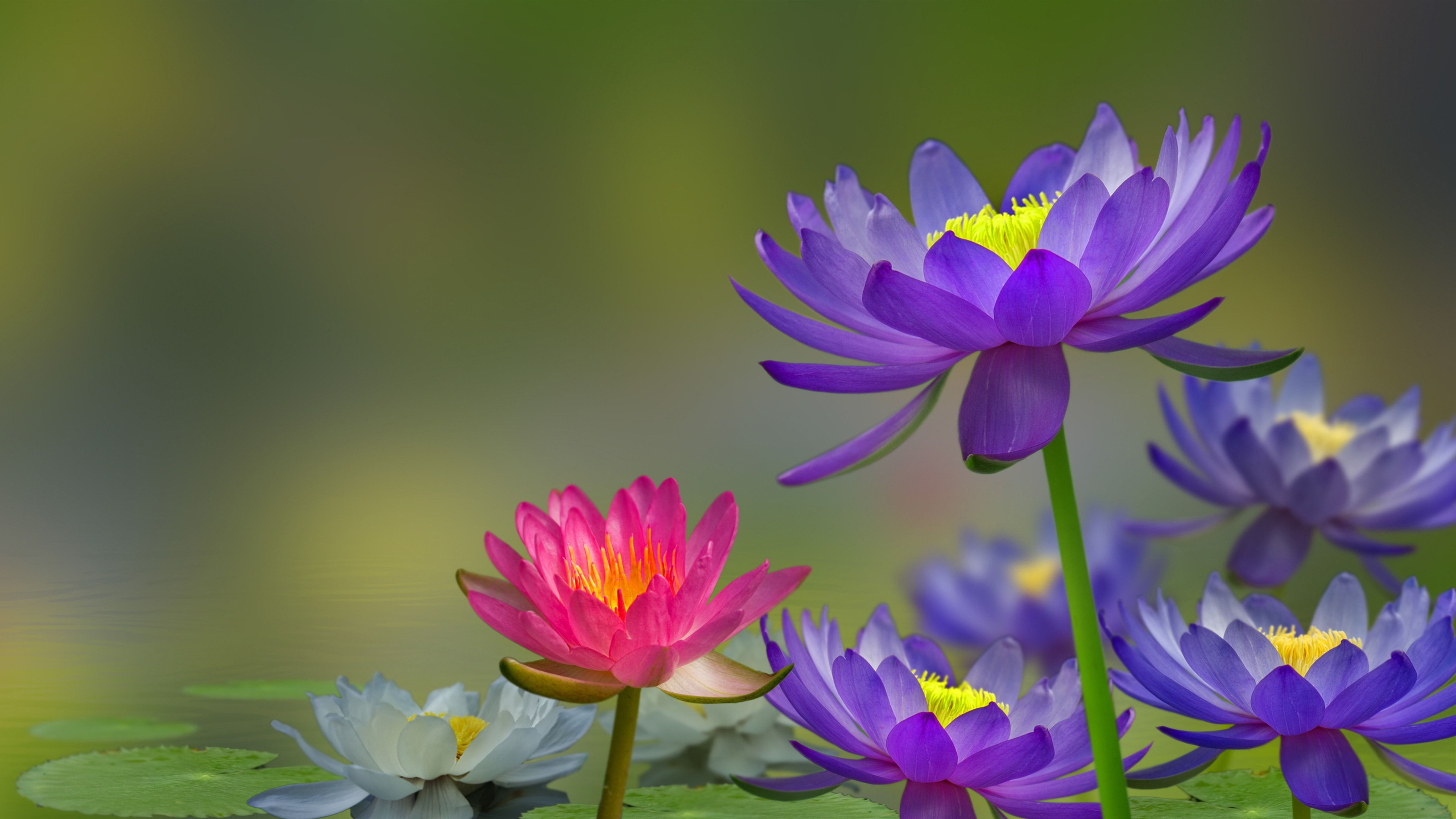 Wallpaper Purple and pink water lily, pond, water, birds 5120x2880