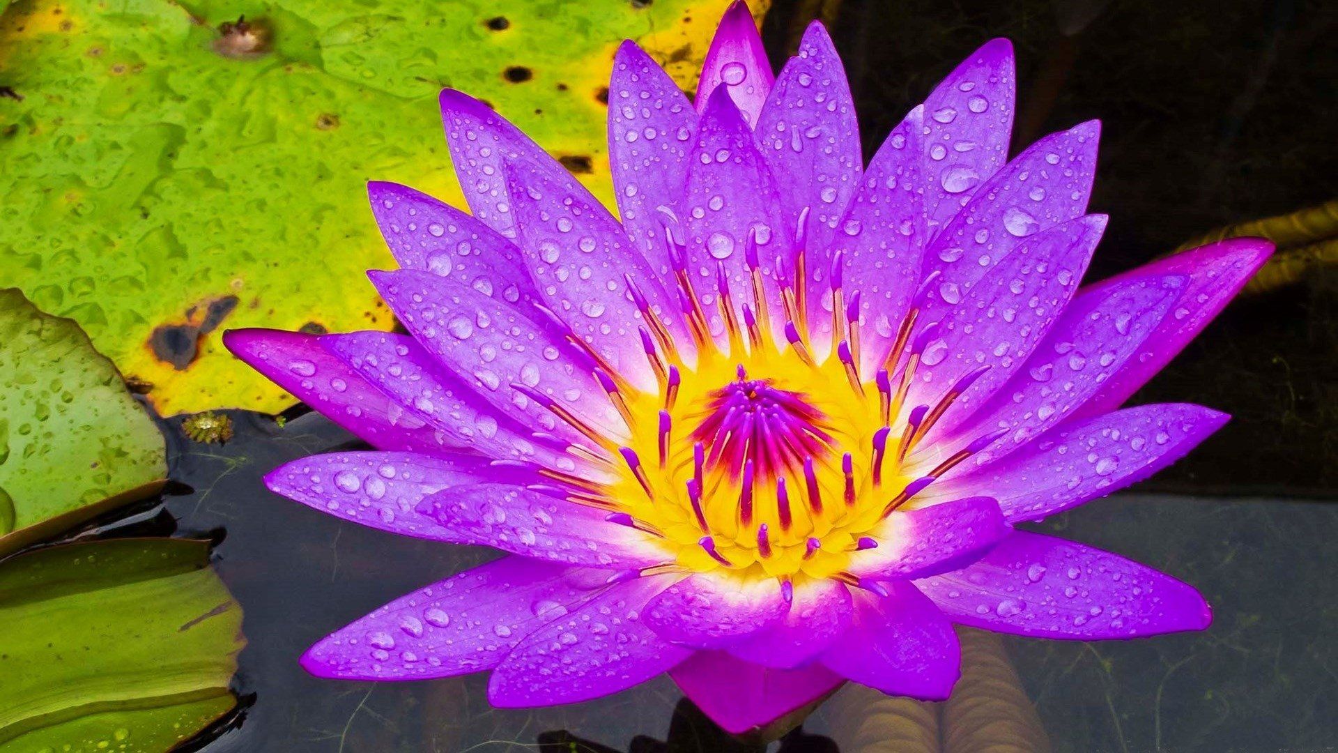 Purple Water Lily HD Wallpaper