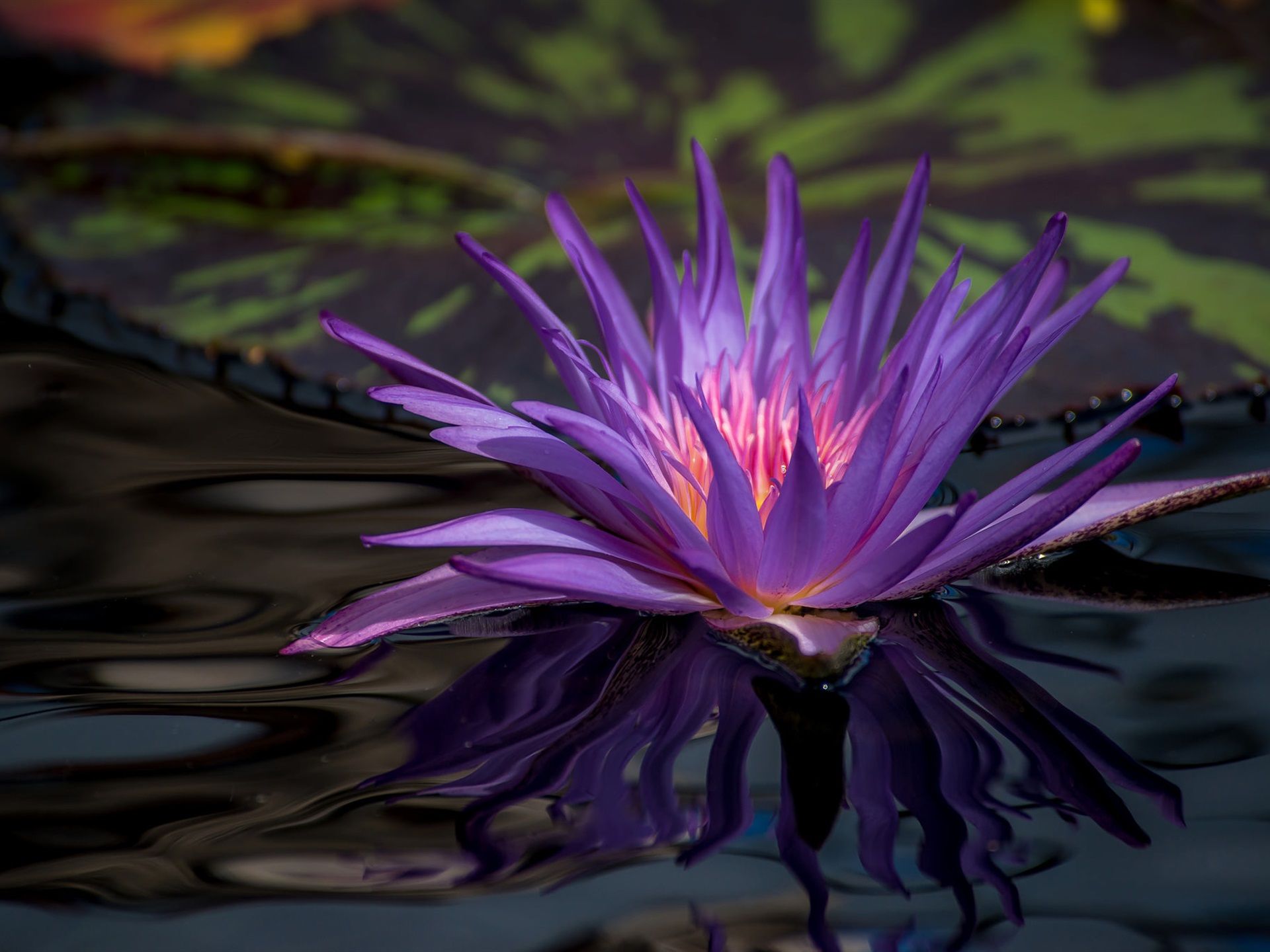 Wallpaper Purple water lily, flower in pond 1920x1440 HD Picture
