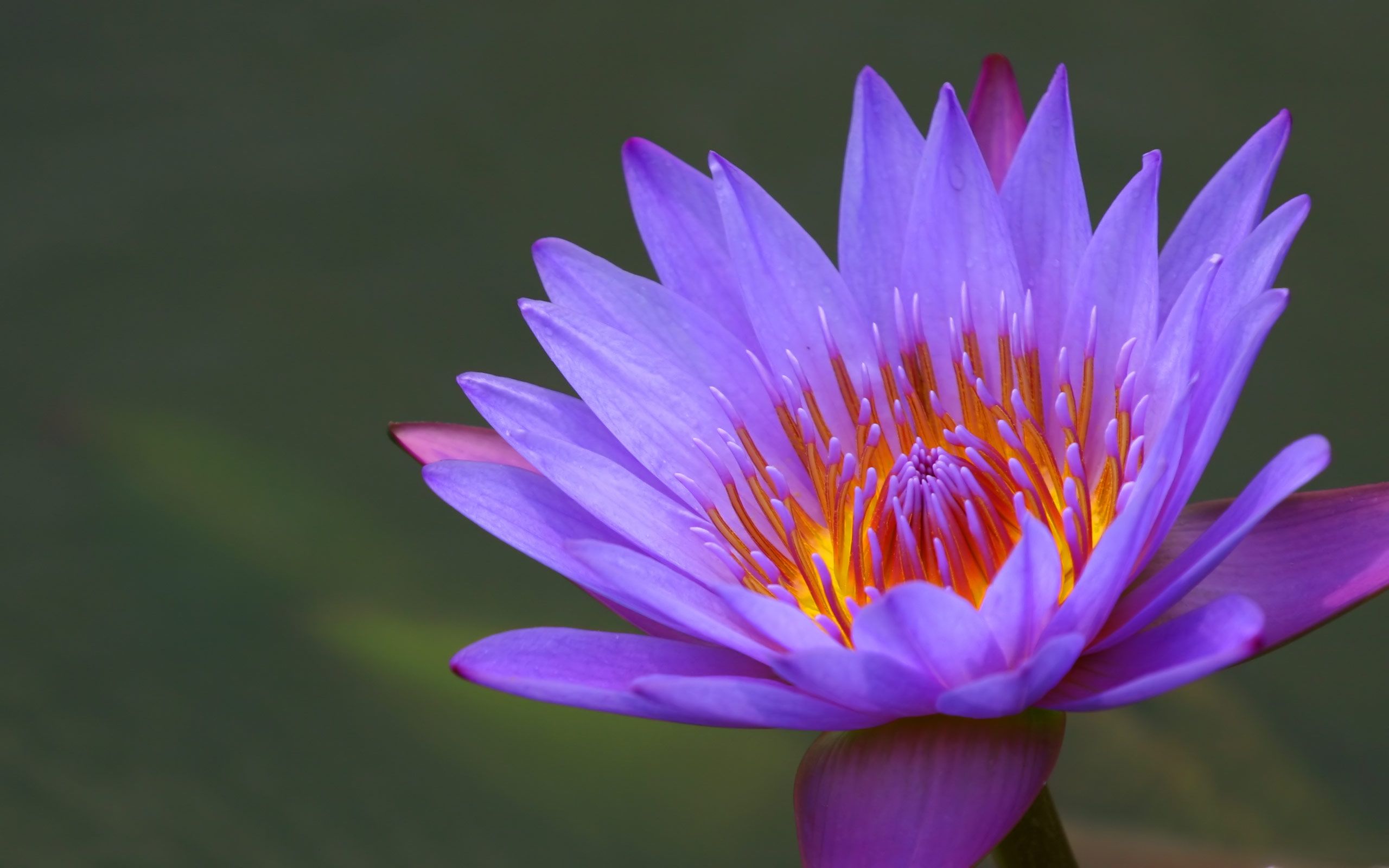 Purple Water Lily. Flower picture, Lily wallpaper, Water lily