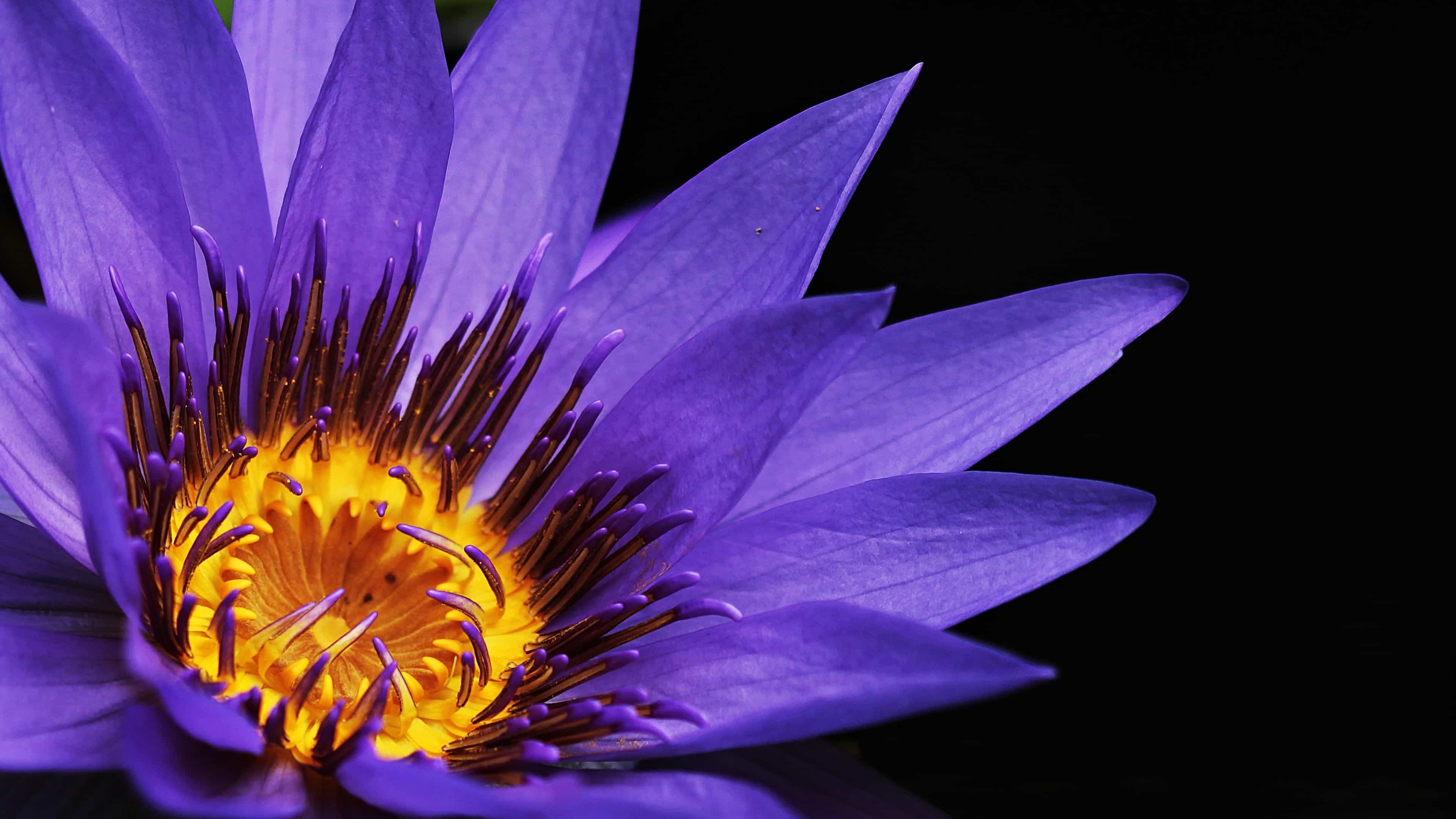 Purple Water Lily UHD 4K Wallpaper