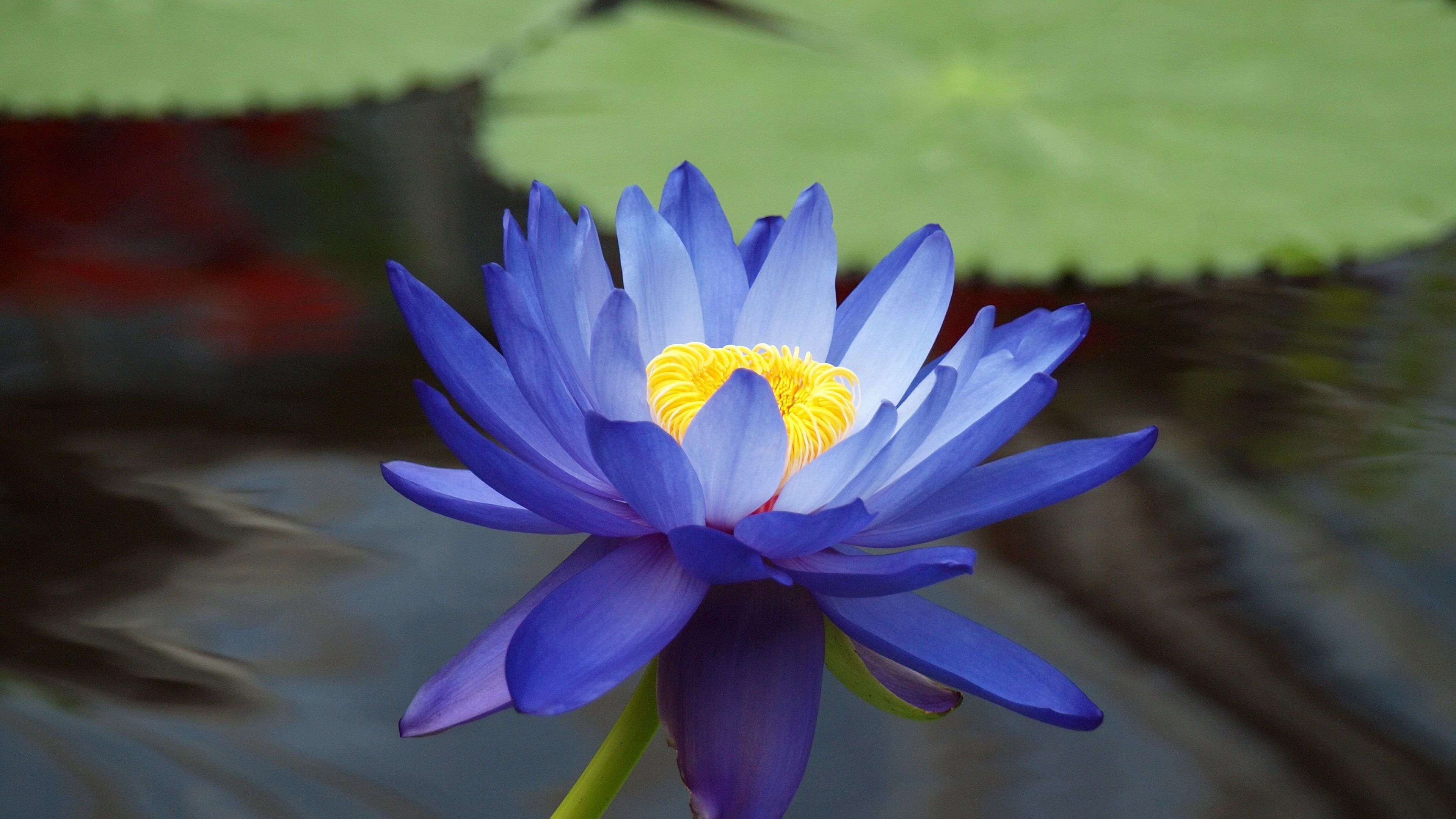 Purple water lily Wallpaper. Blue lotus flower, Beautiful flowers