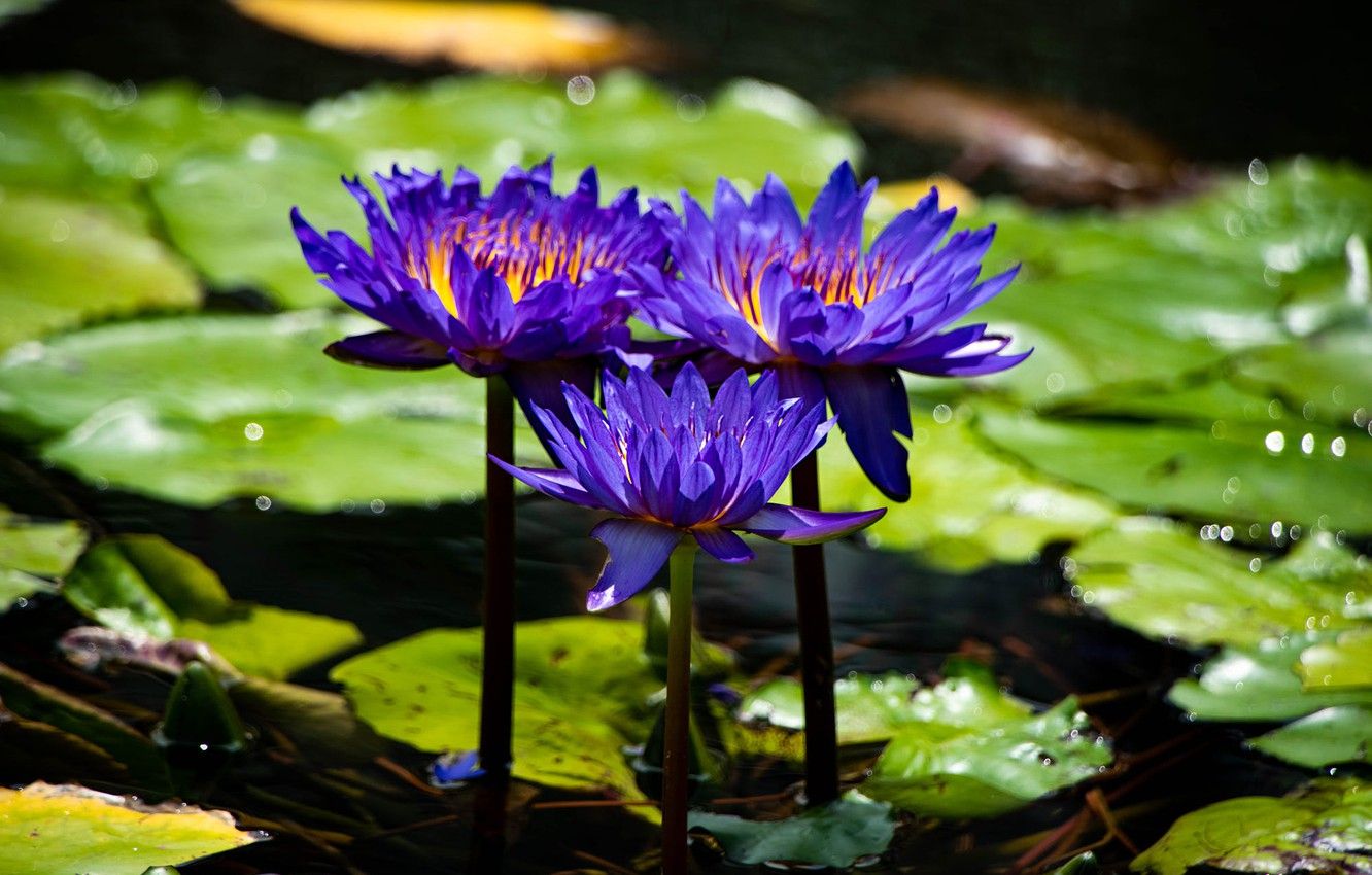Wallpaper leaves, light, flowers, pond, purple, water lilies, pond