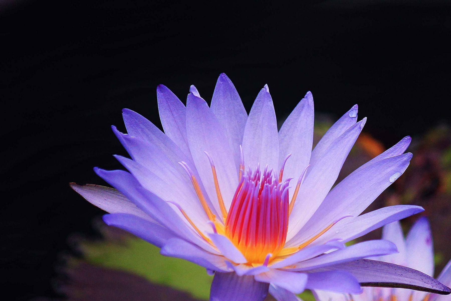 Purple Water Lily. HD Flowers Wallpaper for Mobile and Desktop