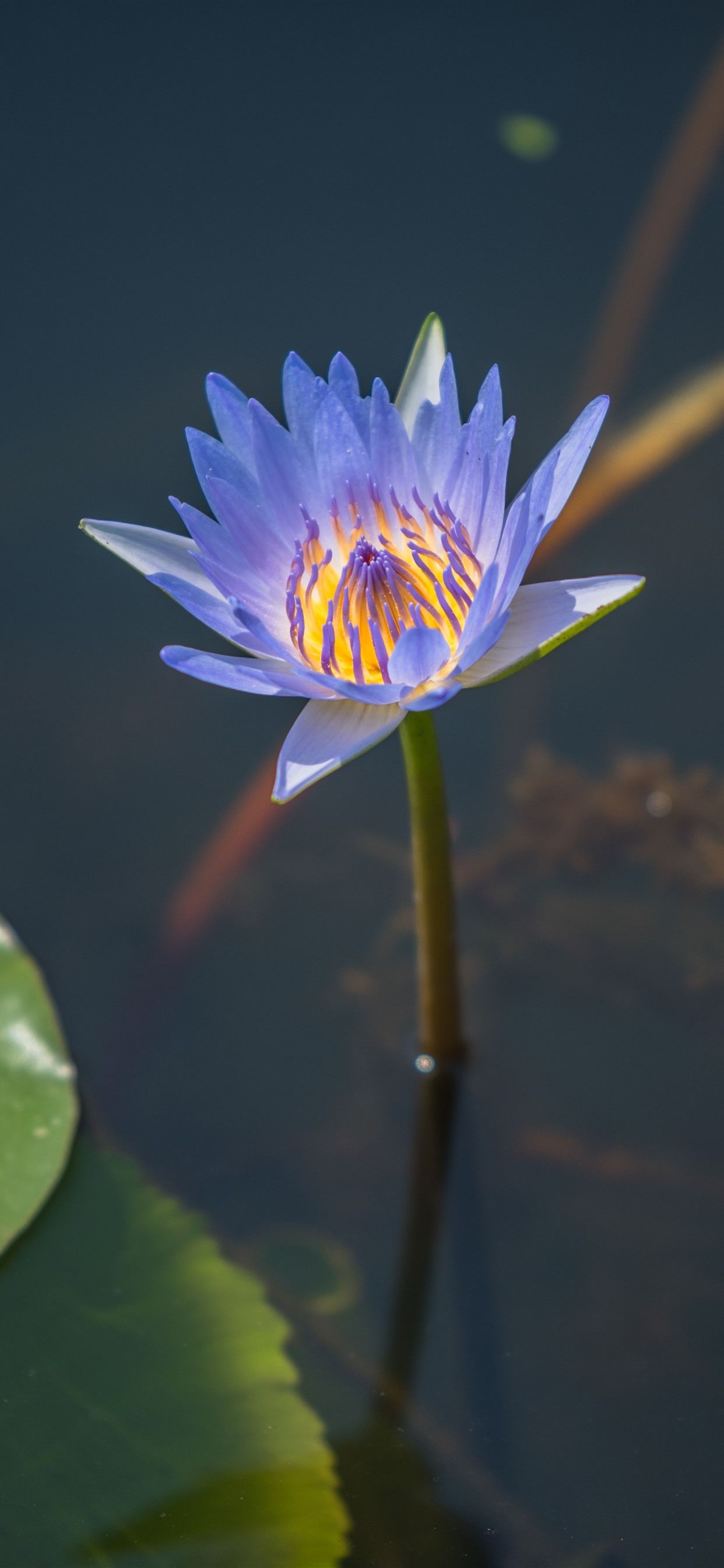 Purple Petals Water Lily, Pond, Leaves 1242x2688 IPhone 11 Pro XS