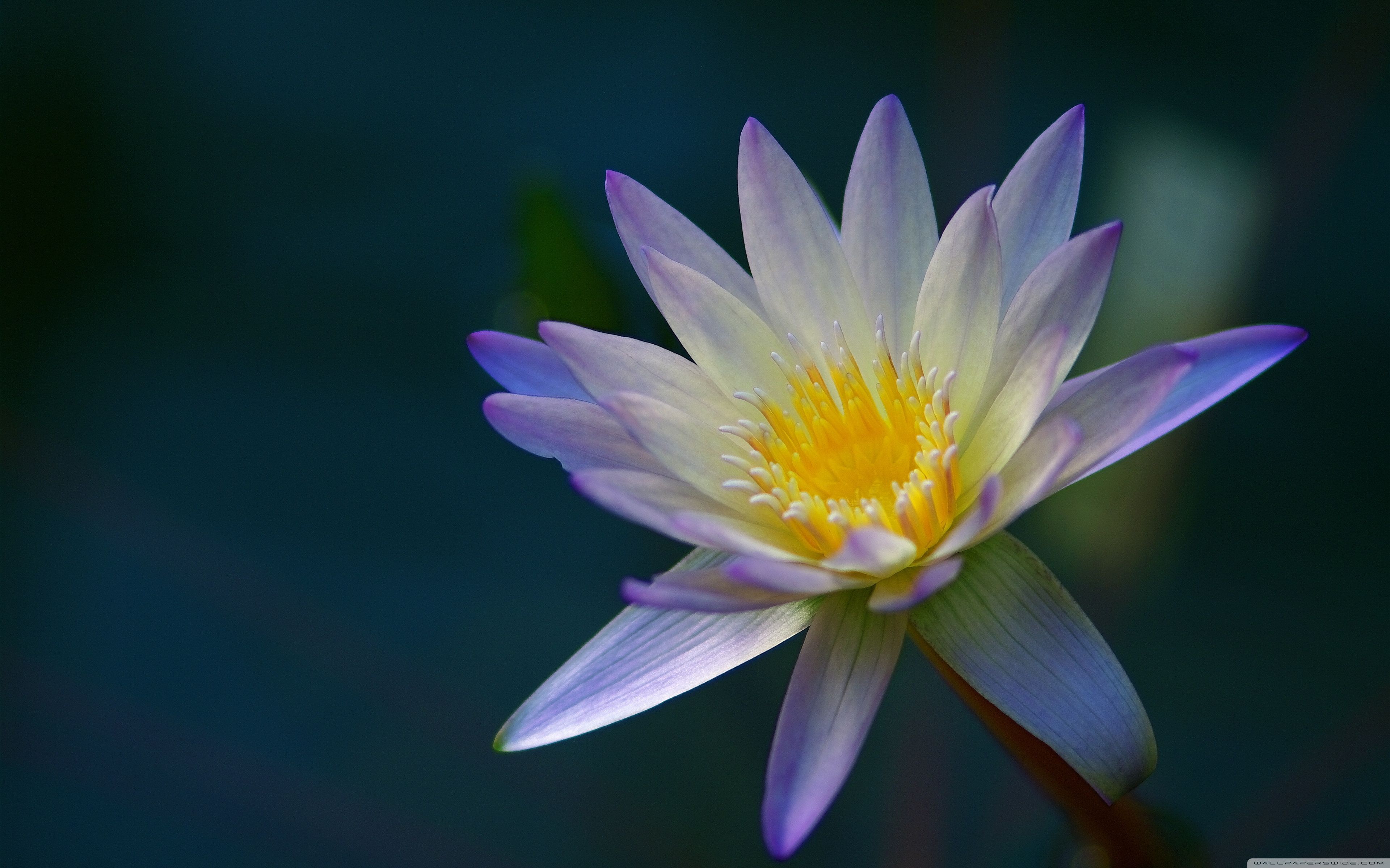 Purple Water Lily from Above Ultra HD Desktop Background Wallpaper