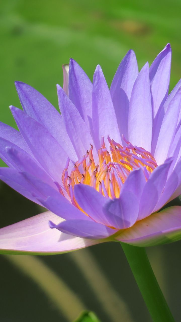 wallpaper Bright, blue, water lily, flower, bloom