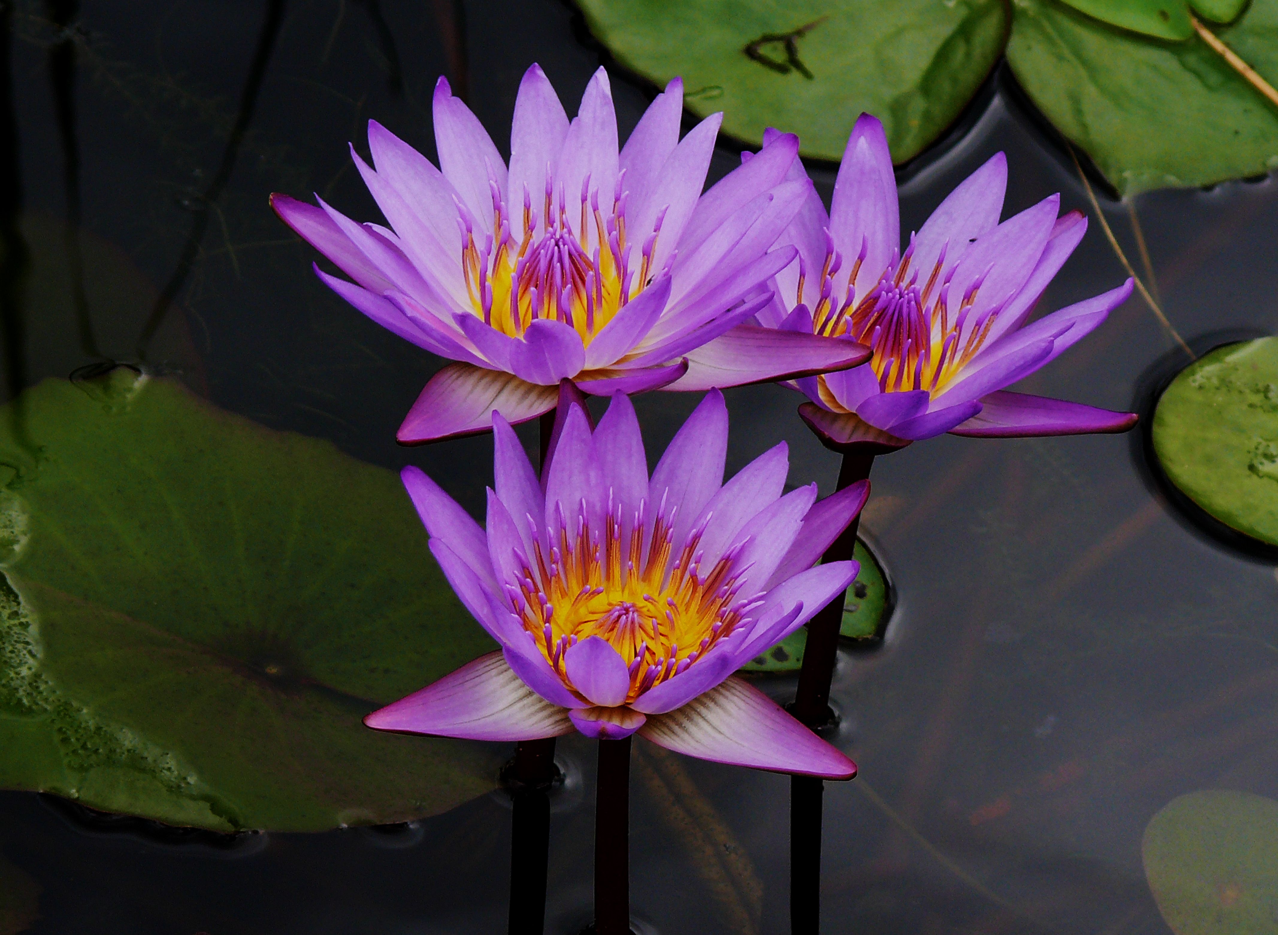 purple water lily. THE DIFFERENCE IS YOU