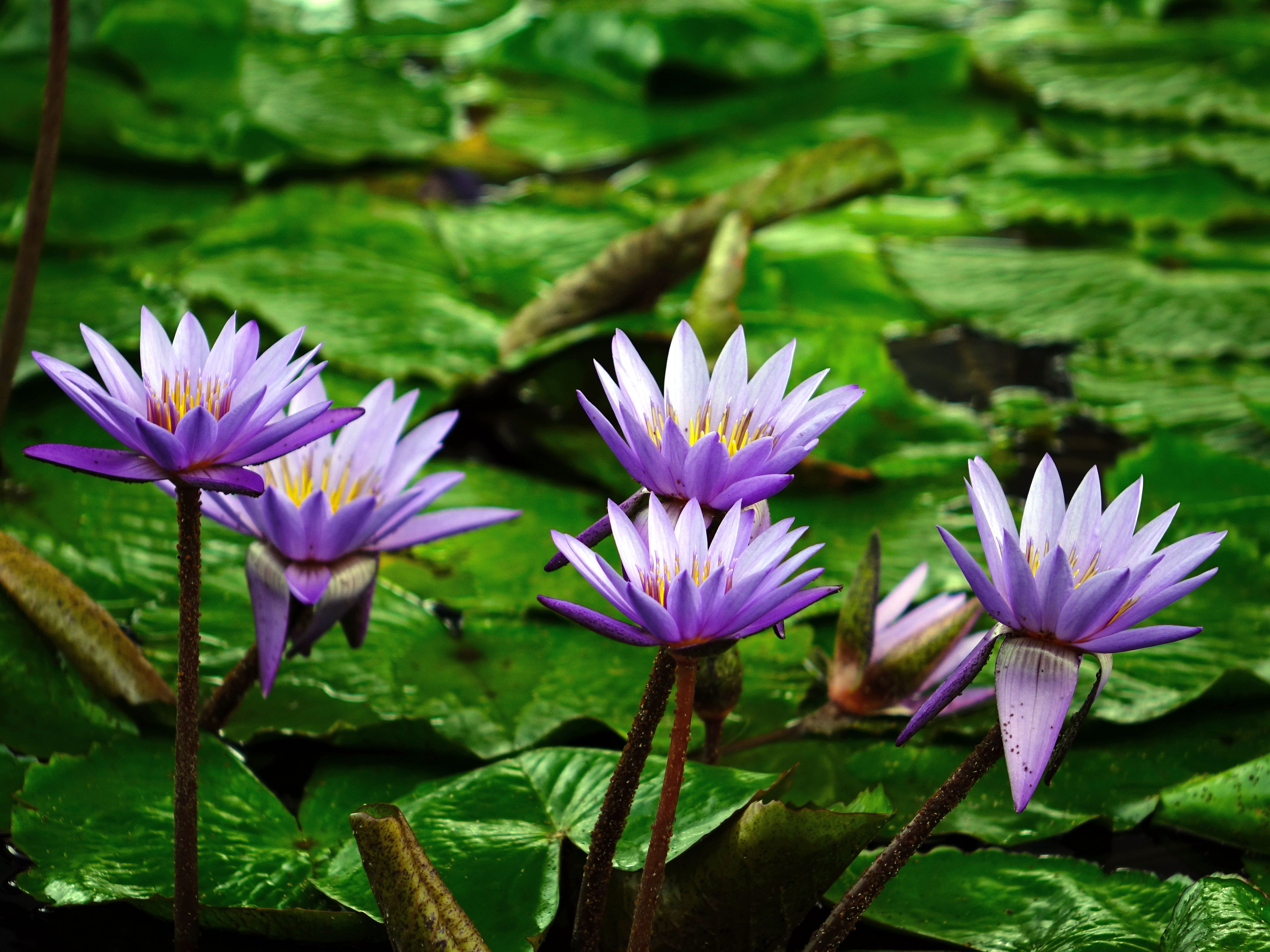 Earth Flower Lily Pad Pond Purple Flower Water Lily wallpaper