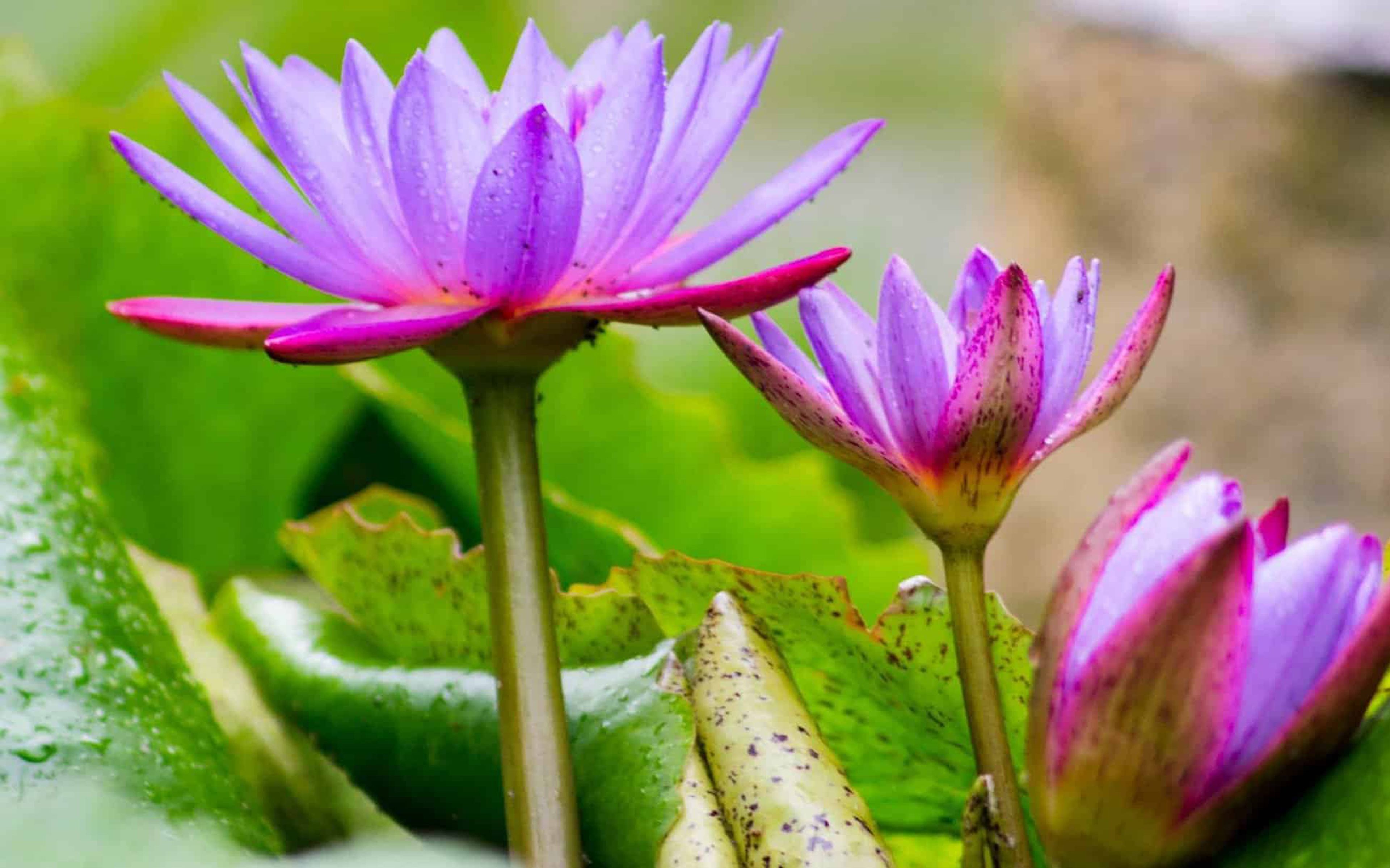 Lotus Flower With Bright Purple Color Flora Waterlily Leaf