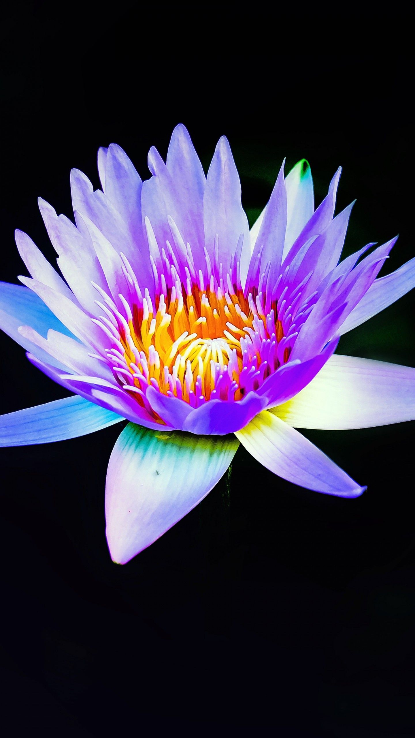 Wallpaper Water Lily, Purple, Dark background, 4K, Flowers