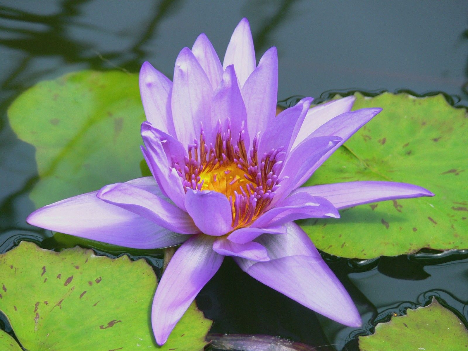 Purple Water Lily Wallpapers - Wallpaper Cave