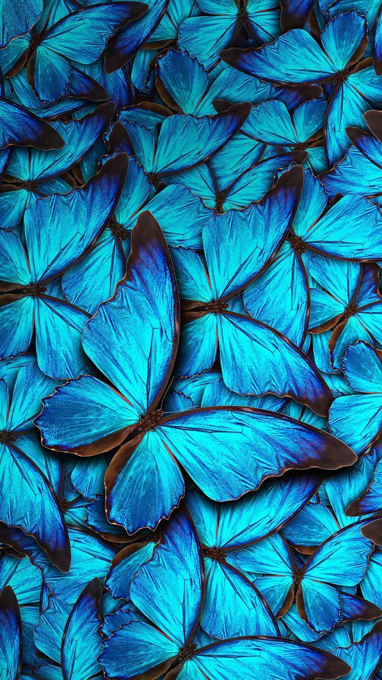Blue Butterflies Wallpapers - Wallpaper Cave