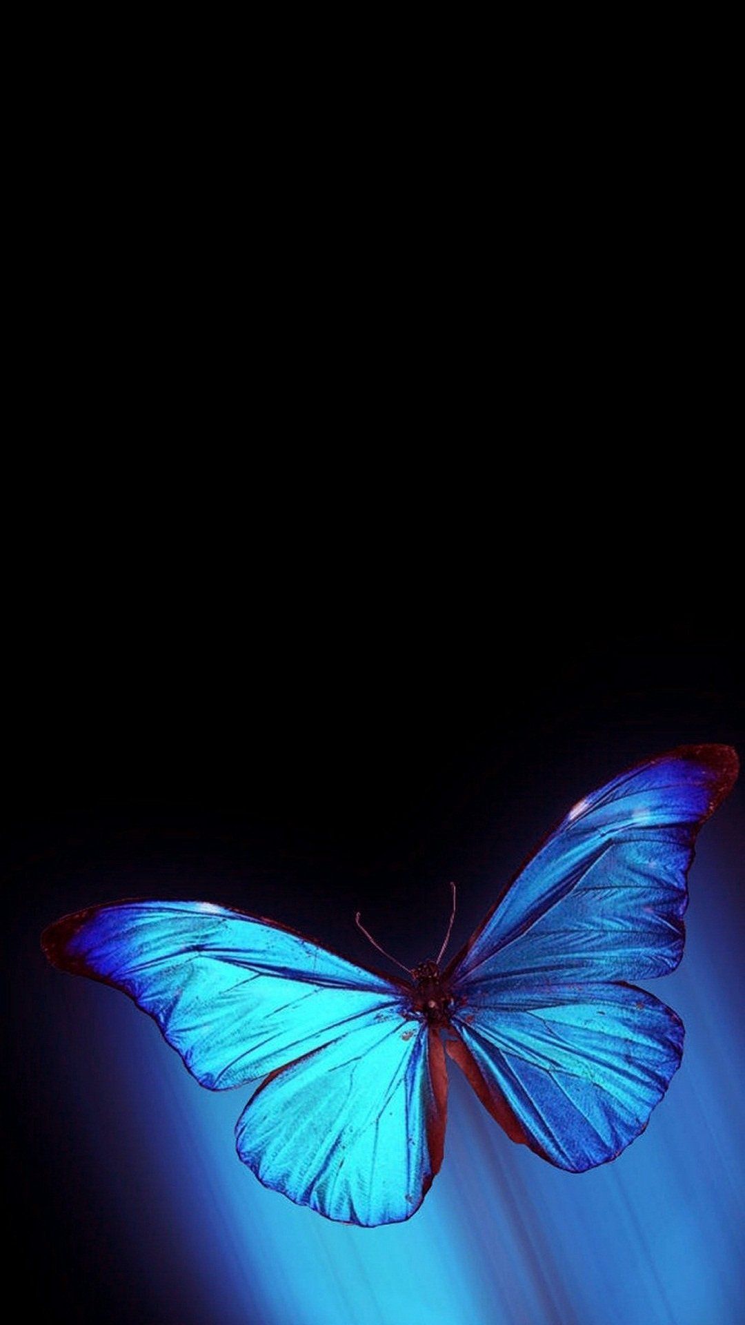 iPhone Blue Butterfly Wallpaper HD